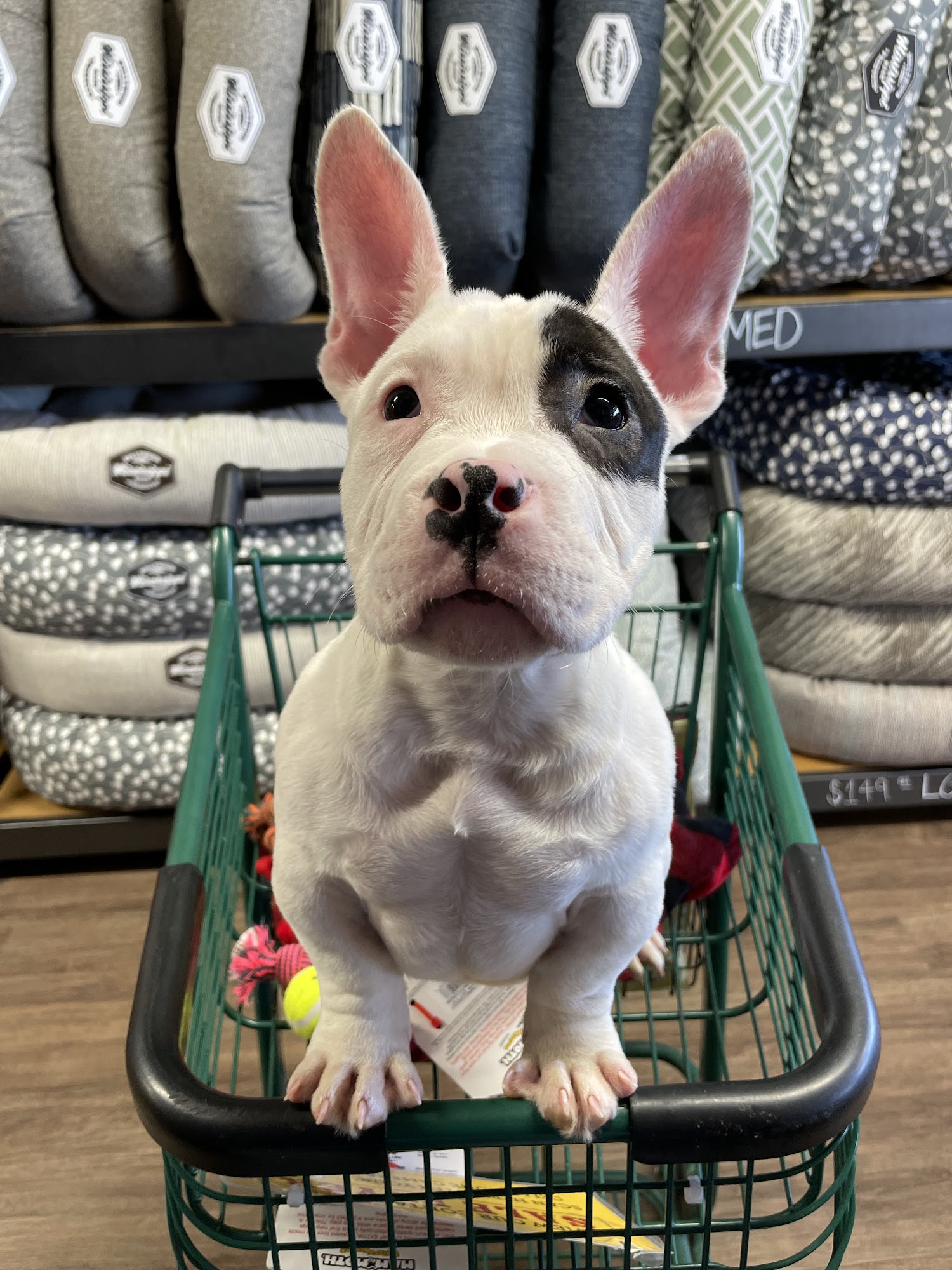 Hollywood Feed Fayetteville