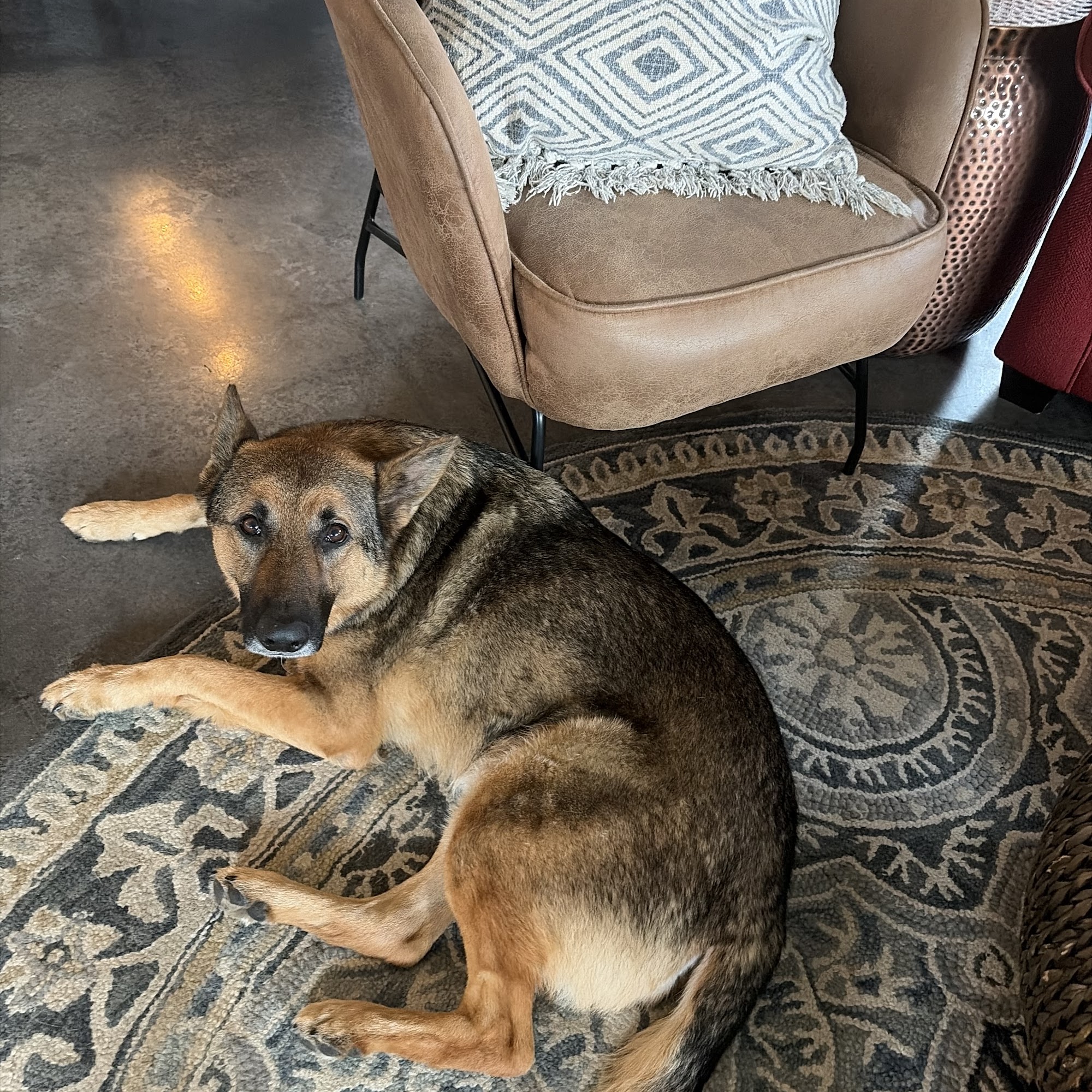 Hollywood Feed Fayetteville