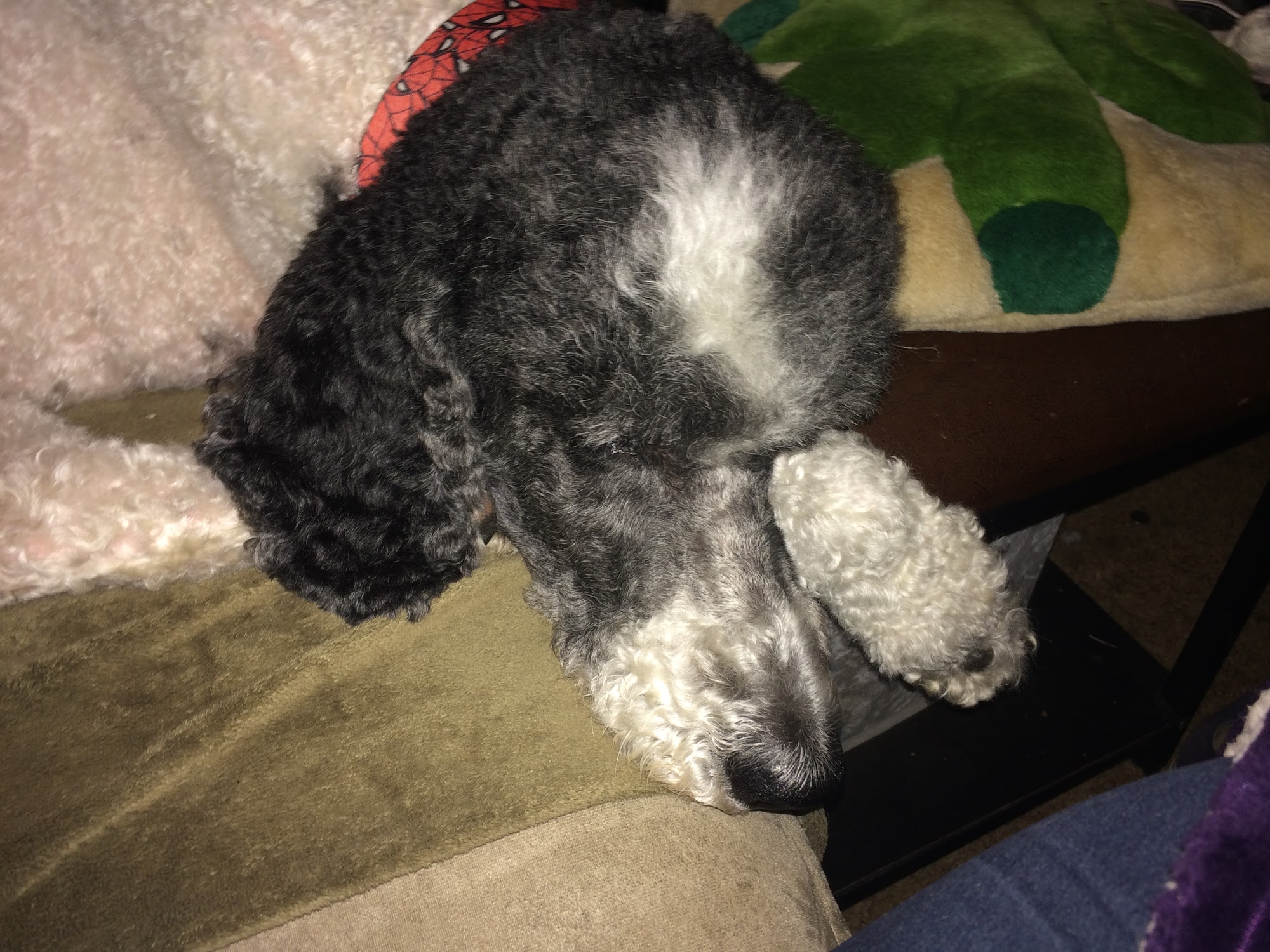 Shaggy Chic Grooming Fort Smith