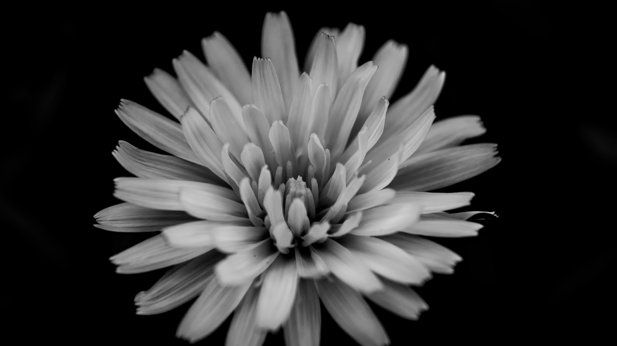 Raw Imago Photography