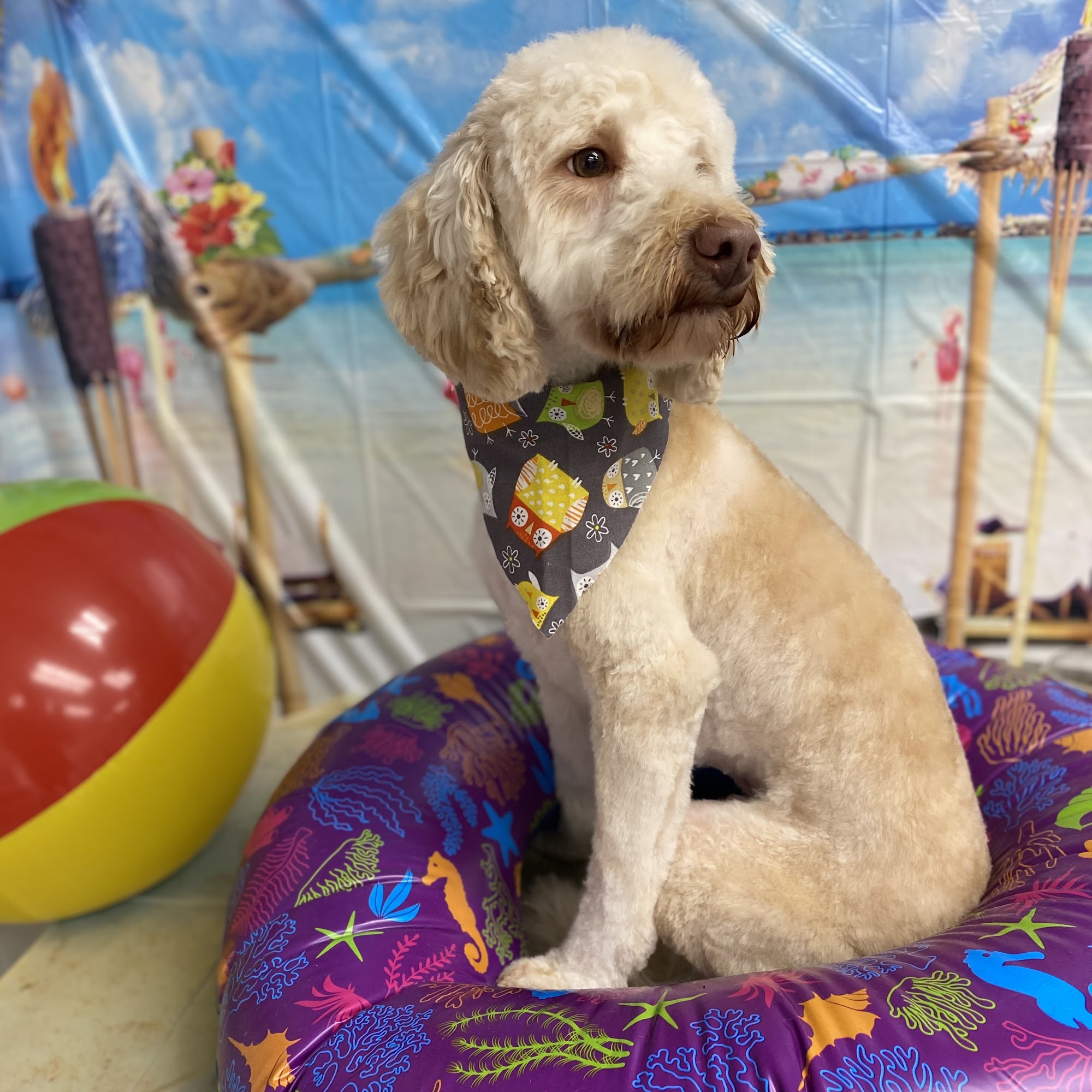 Southern Pups Grooming Fort Smith