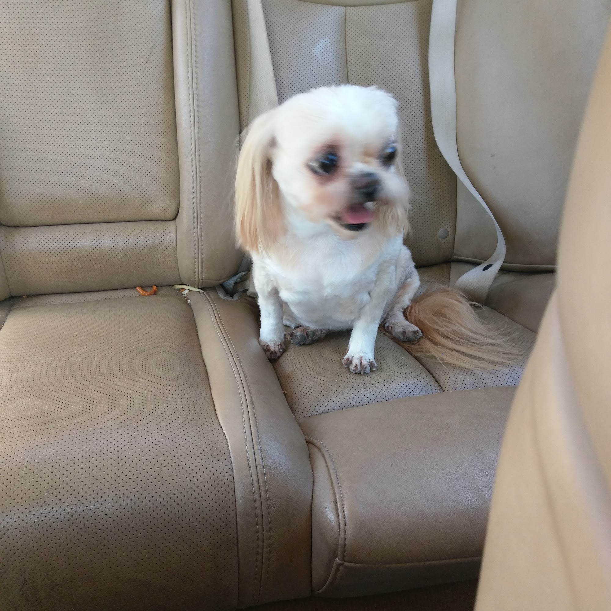 Platinum Paw Pet Grooming and Boarding Fort Smith