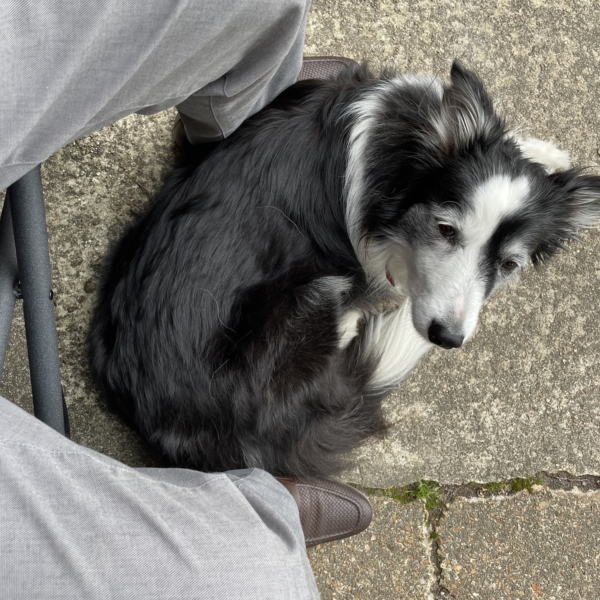 Doggone Pretty Boarding and Grooming S. Cook St, Co Rd 599, Gosnell Arkansas 72315