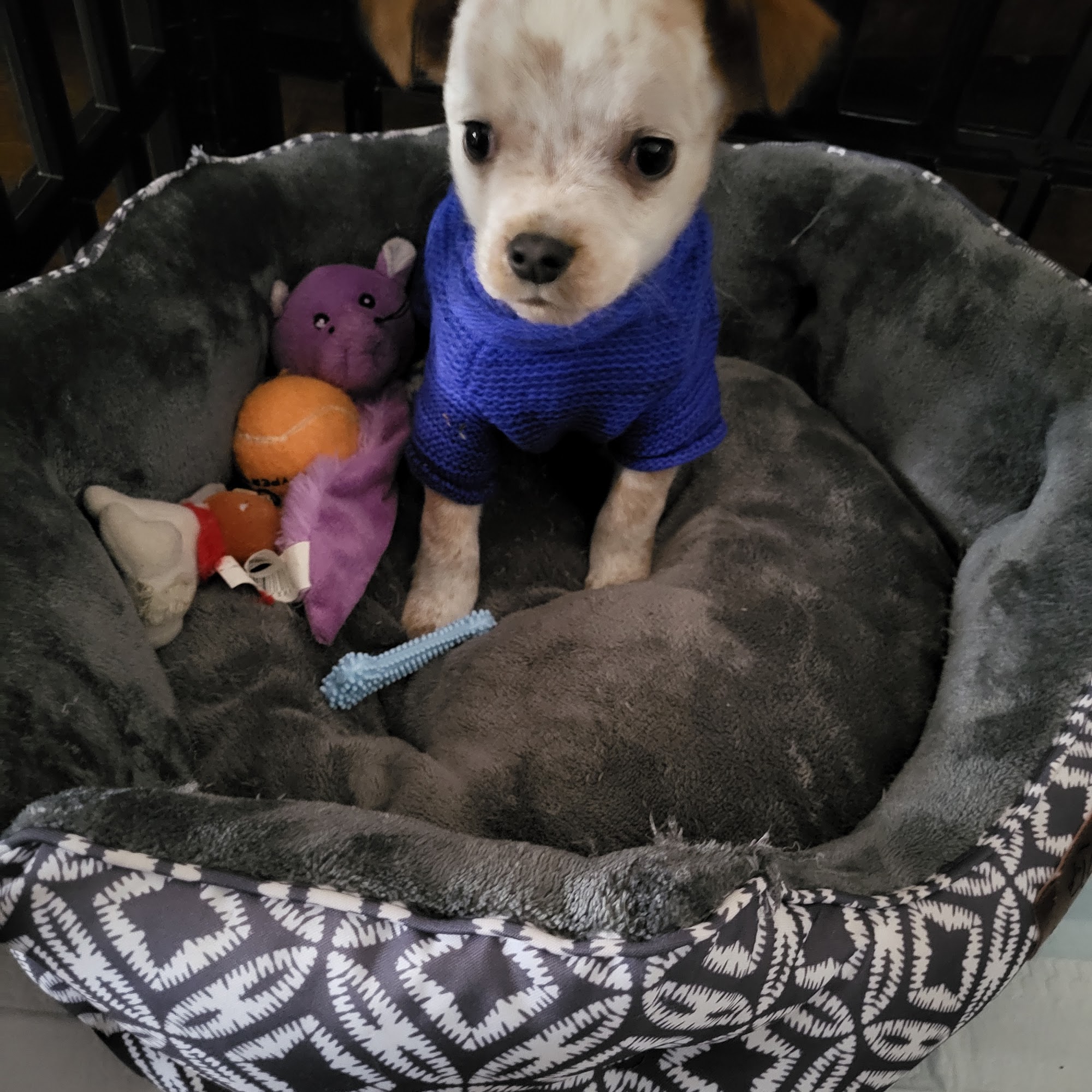 Bella Vista Animal Hospital Gravette