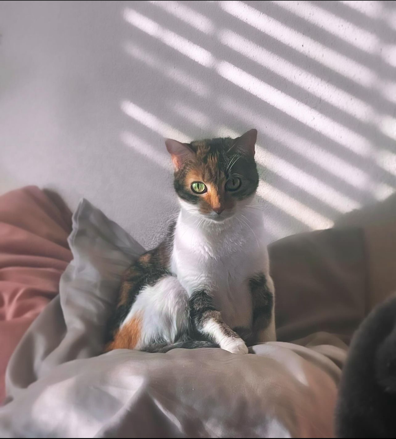 Bella Vista Animal Hospital Gravette