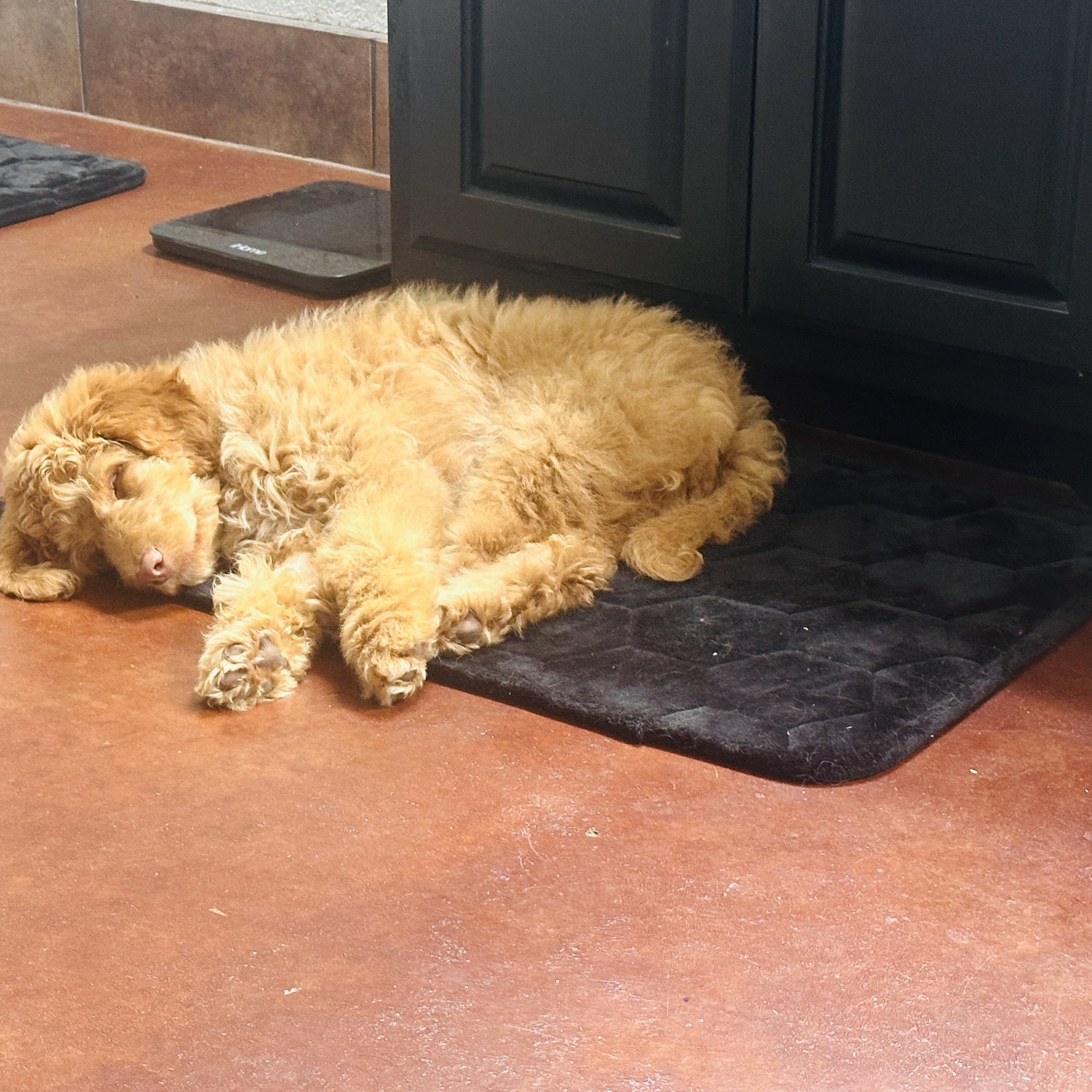 Country View Animal Care Center Gravette