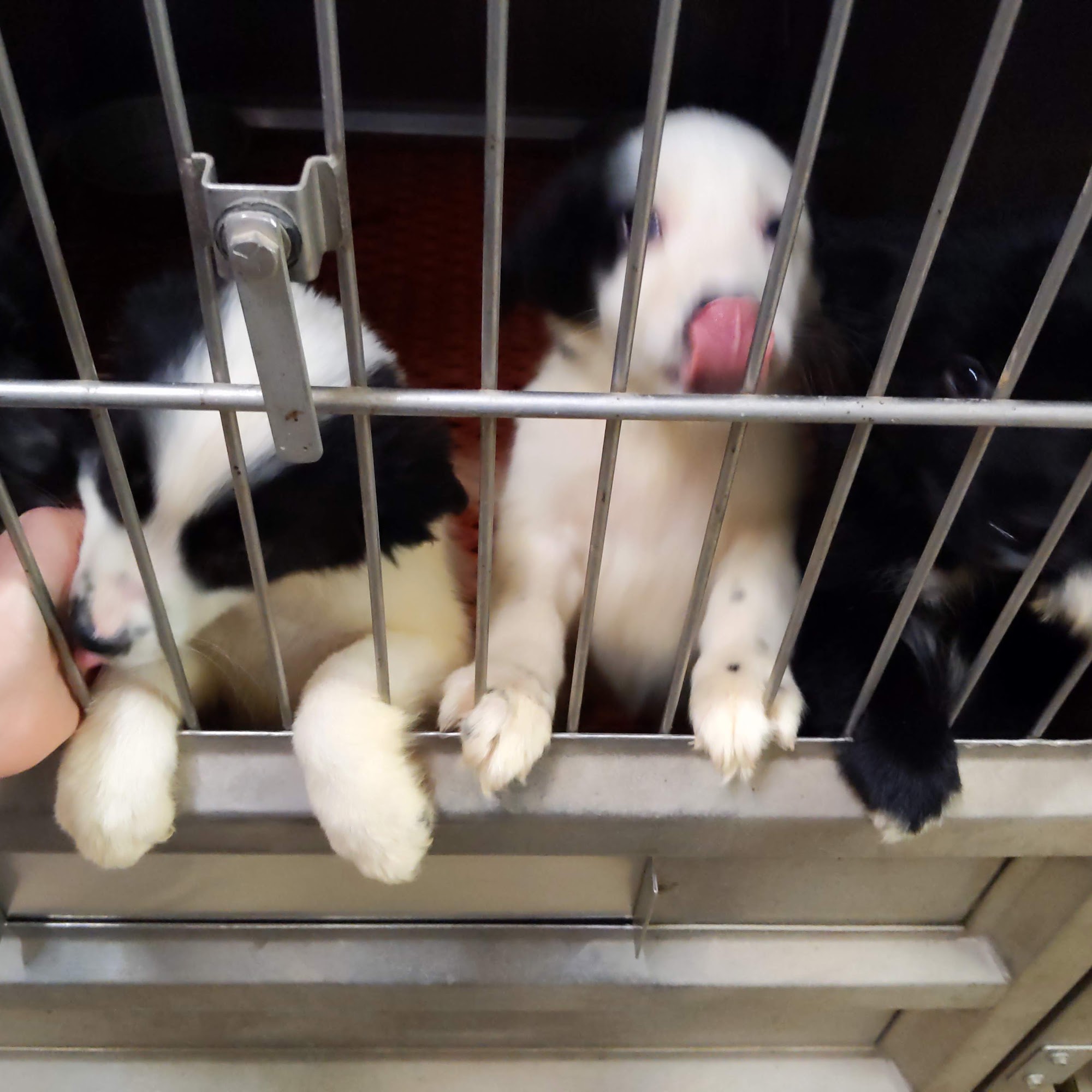 Town & Country Veterinary Clinic Green Forest