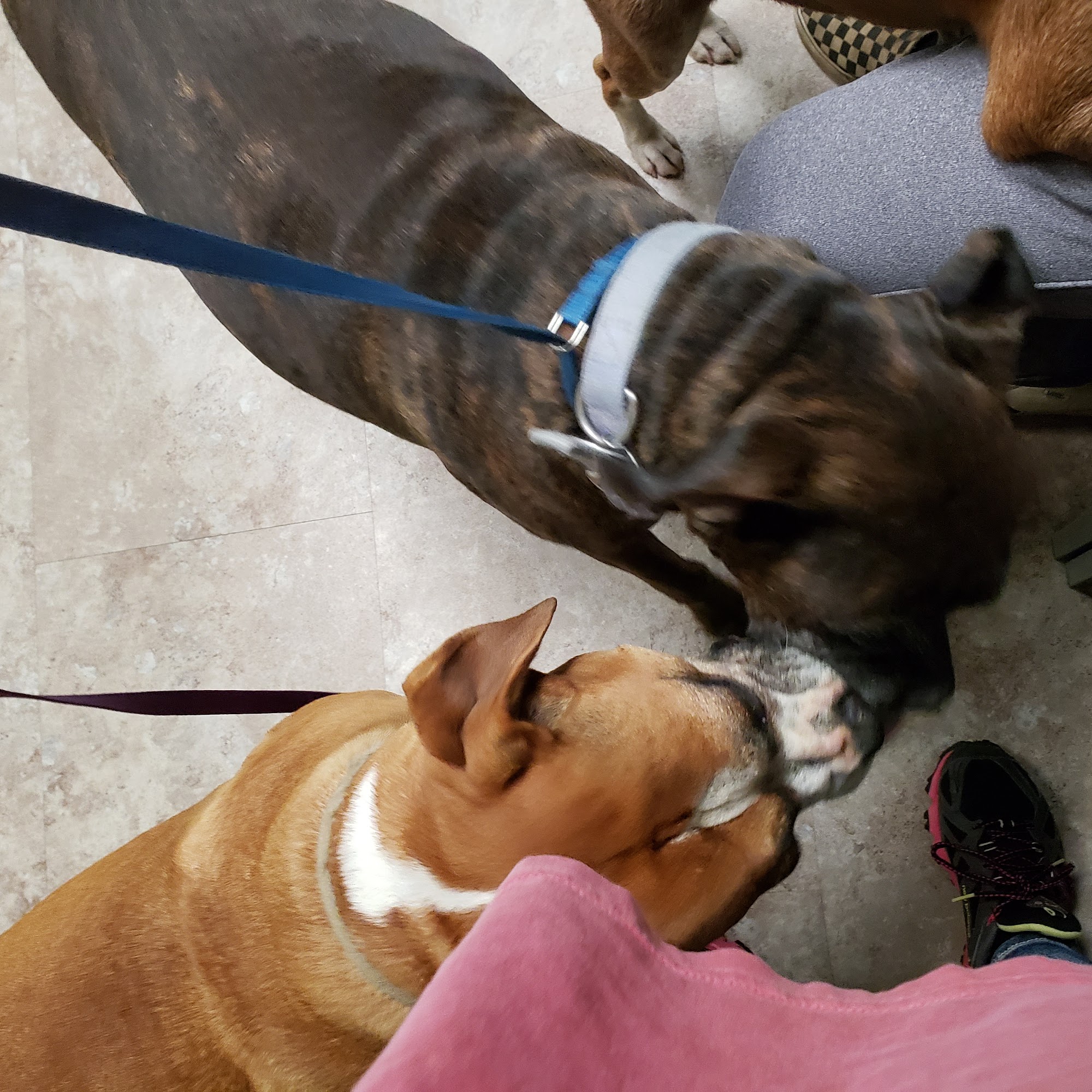 Greenbrier Animal Hospital Greenbrier