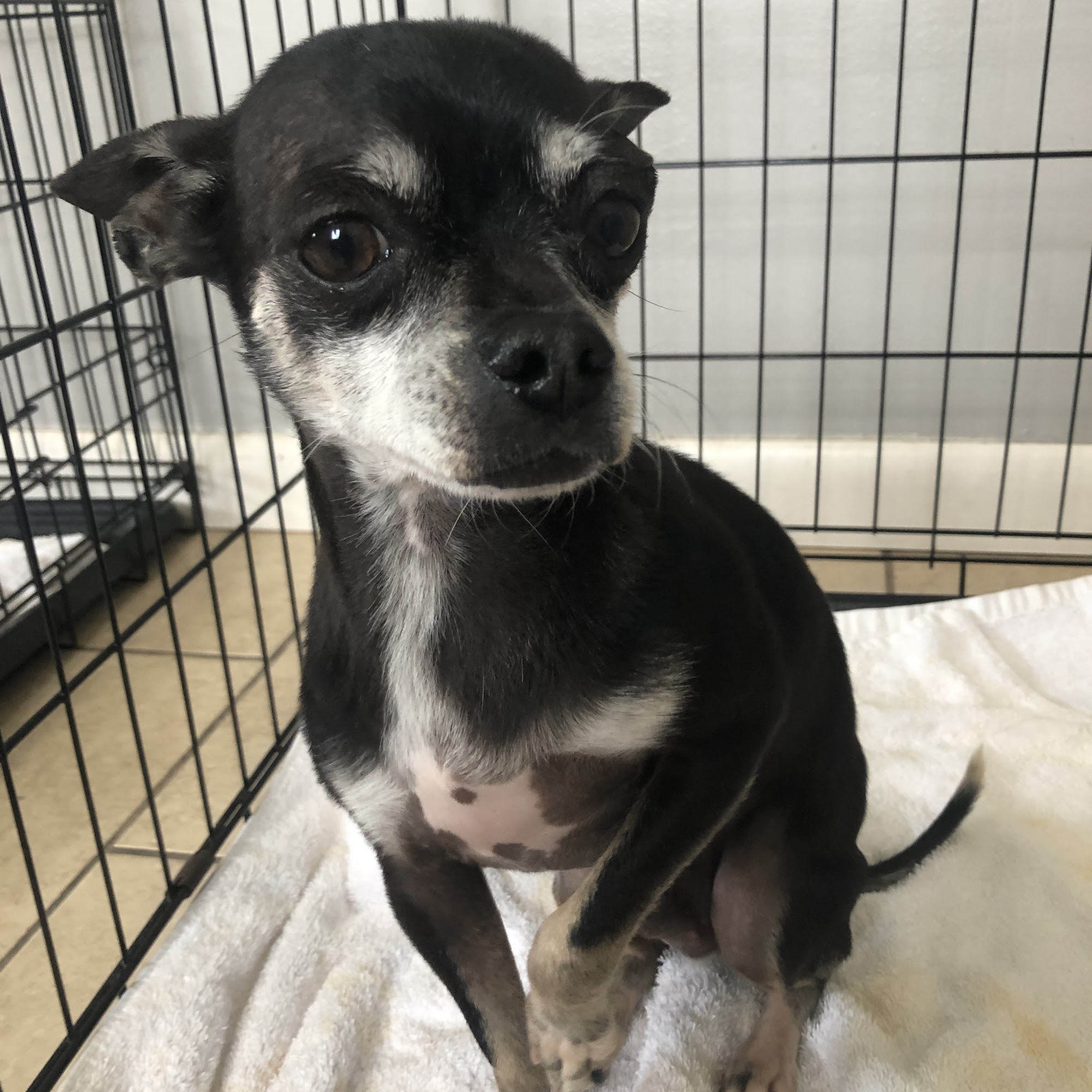 Faith’s Pet Grooming Greenbrier