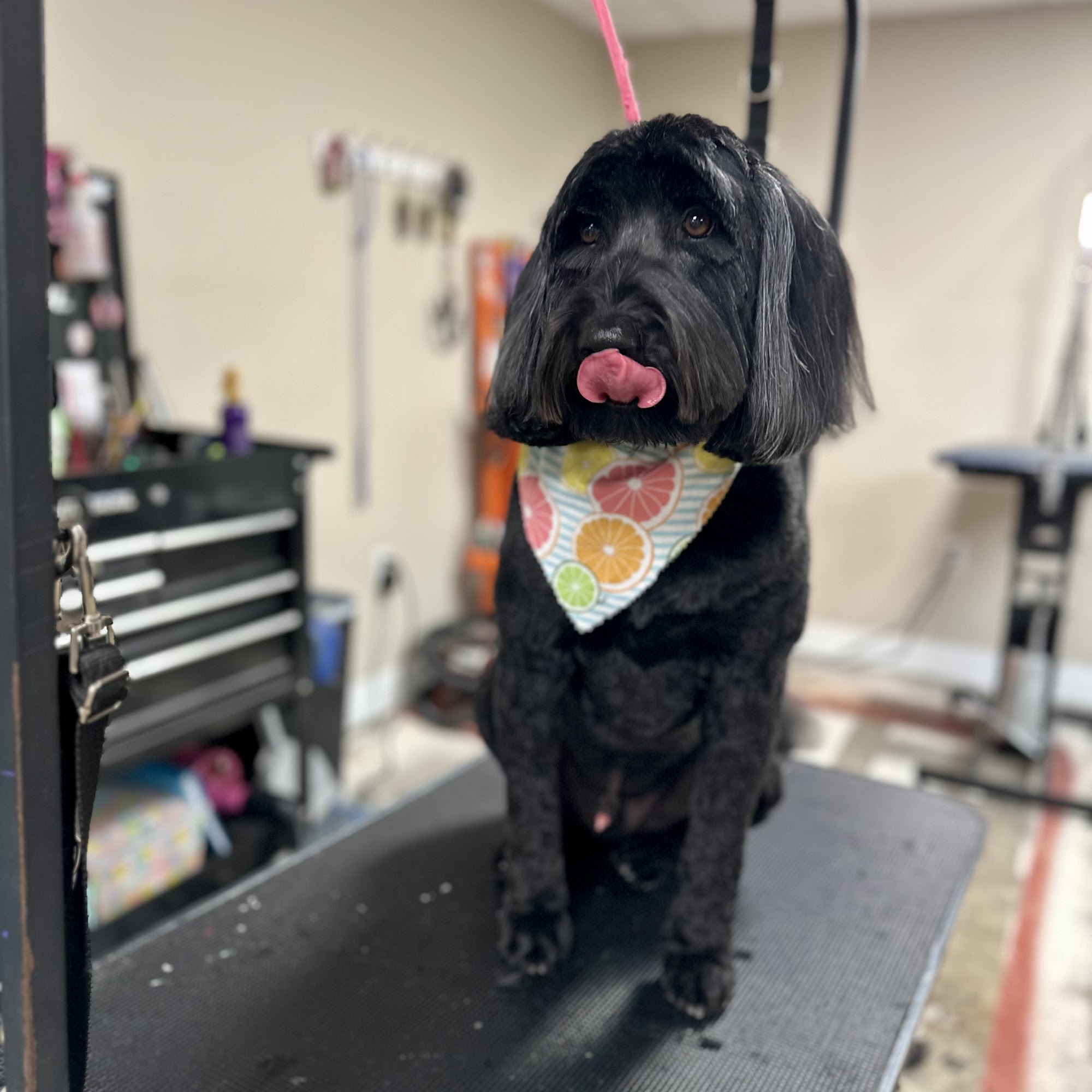 Diamond in the Ruff Grooming