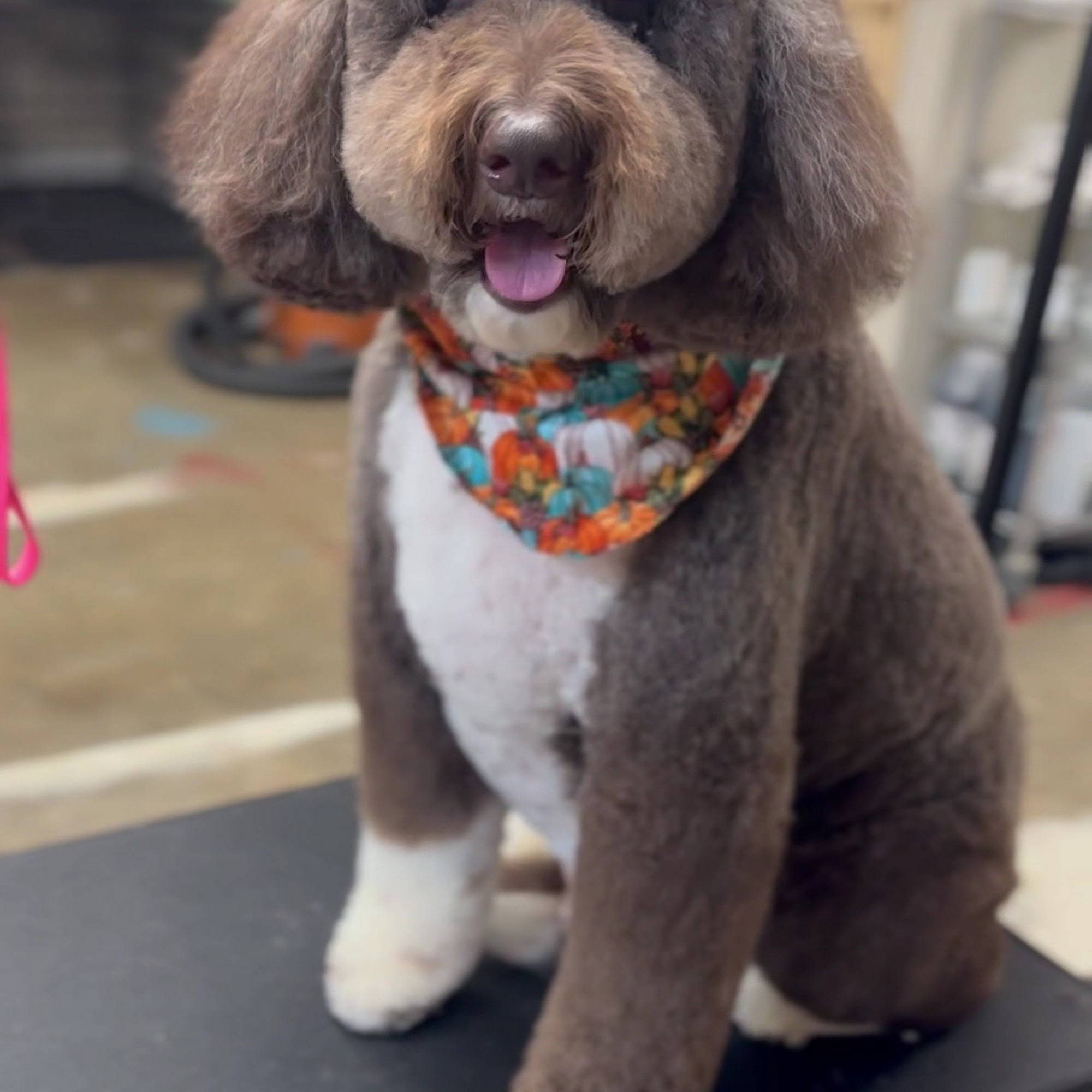 Diamond in the Ruff Grooming Greenbrier