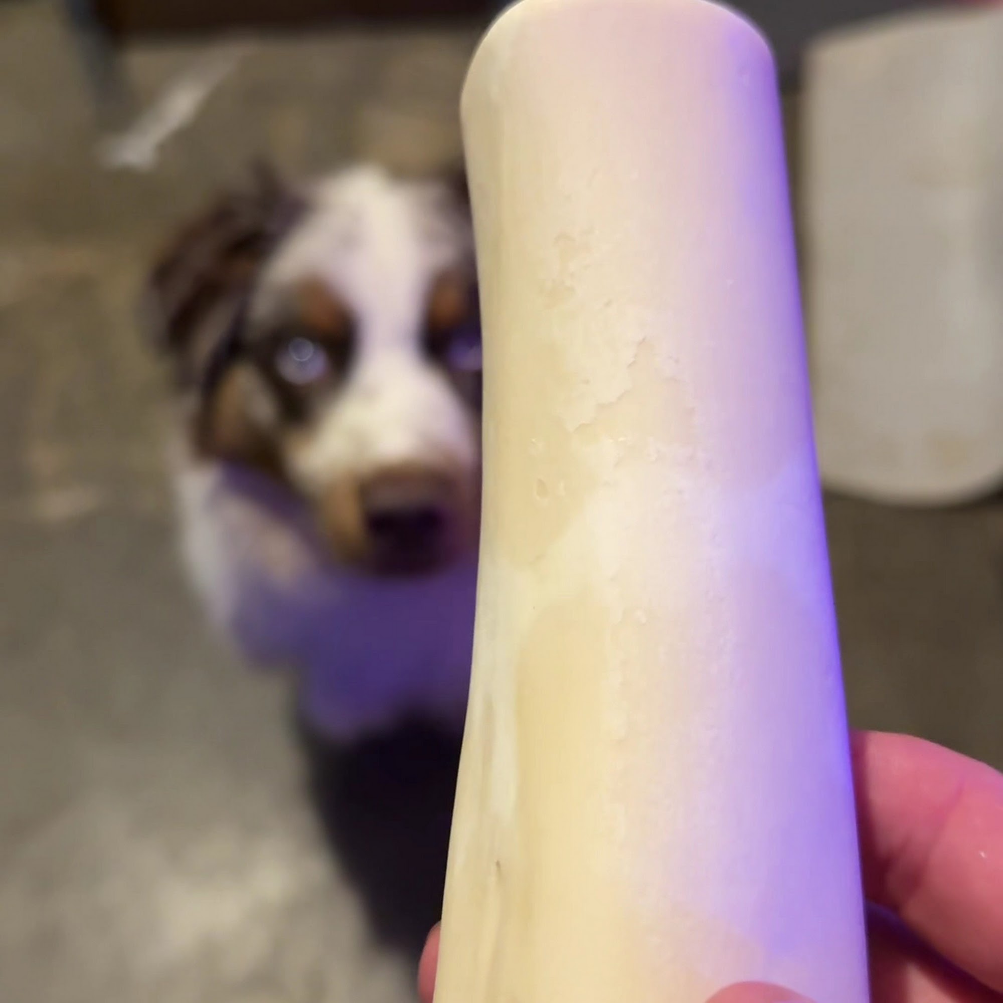 South County Animal Hospital, A Thrive Pet Healthcare Partner Greenwood