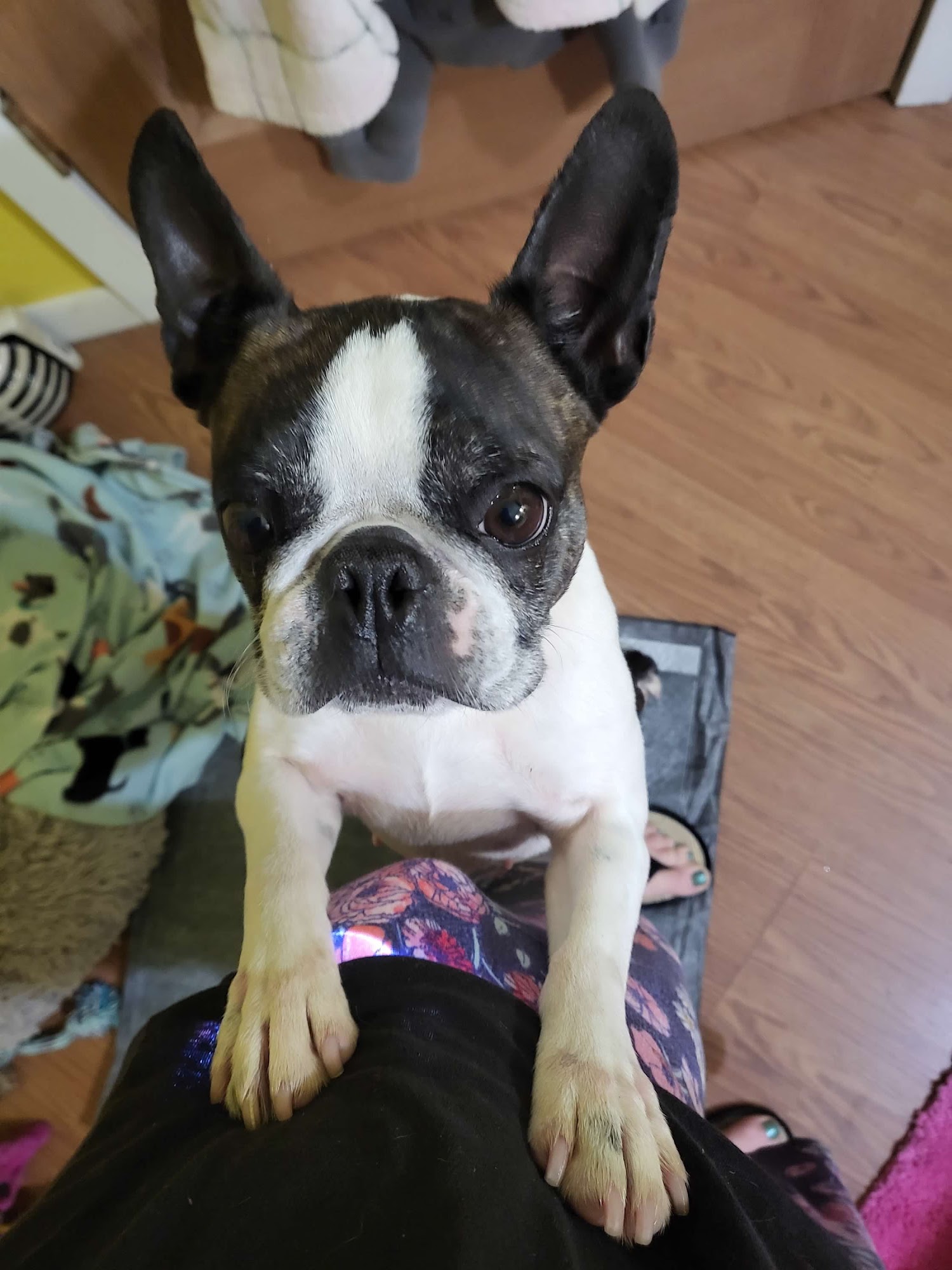 South County Animal Hospital, A Thrive Pet Healthcare Partner Greenwood