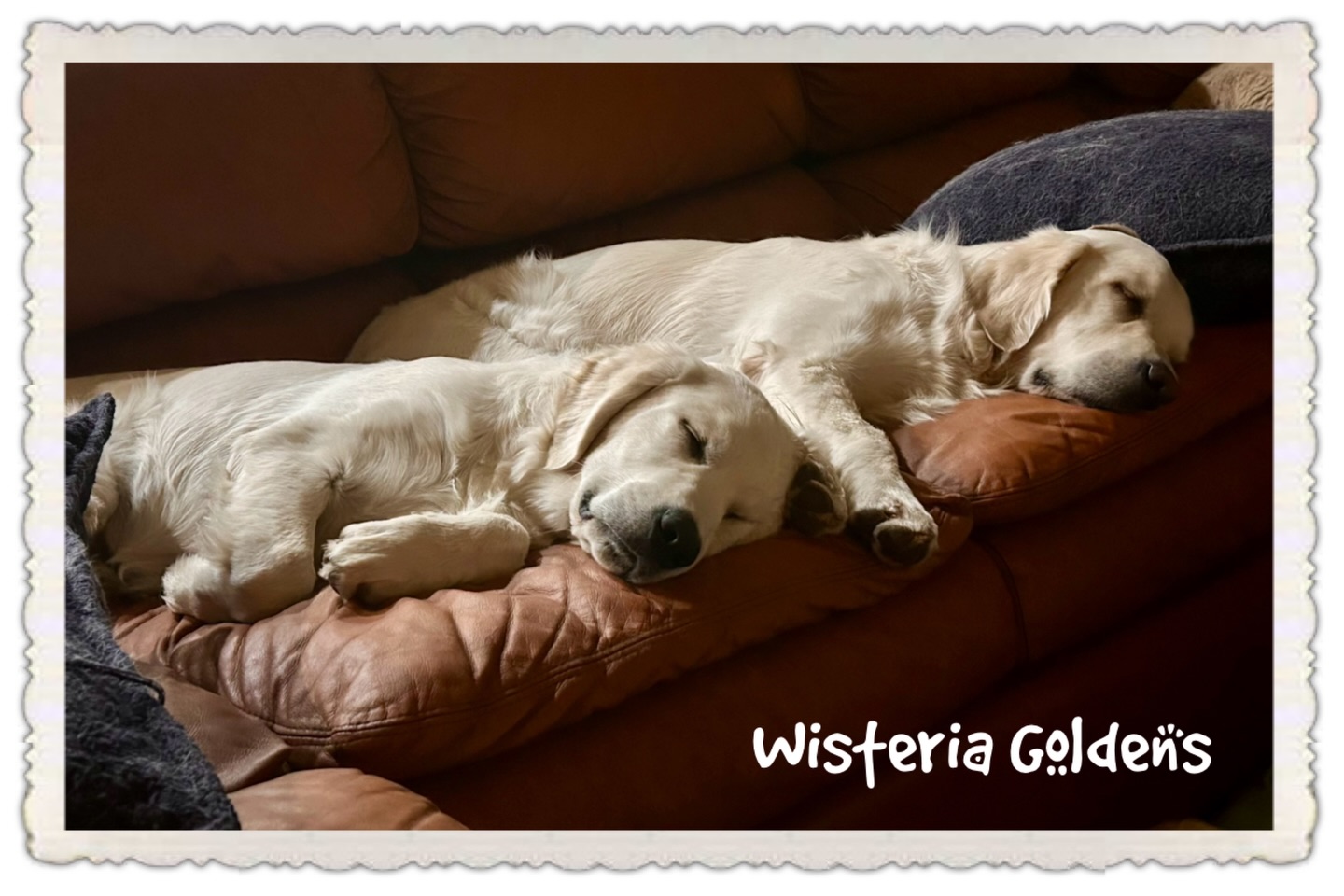 Wisteria Goldens Greenwood