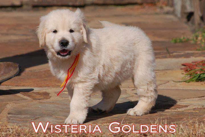 Wisteria Goldens Greenwood