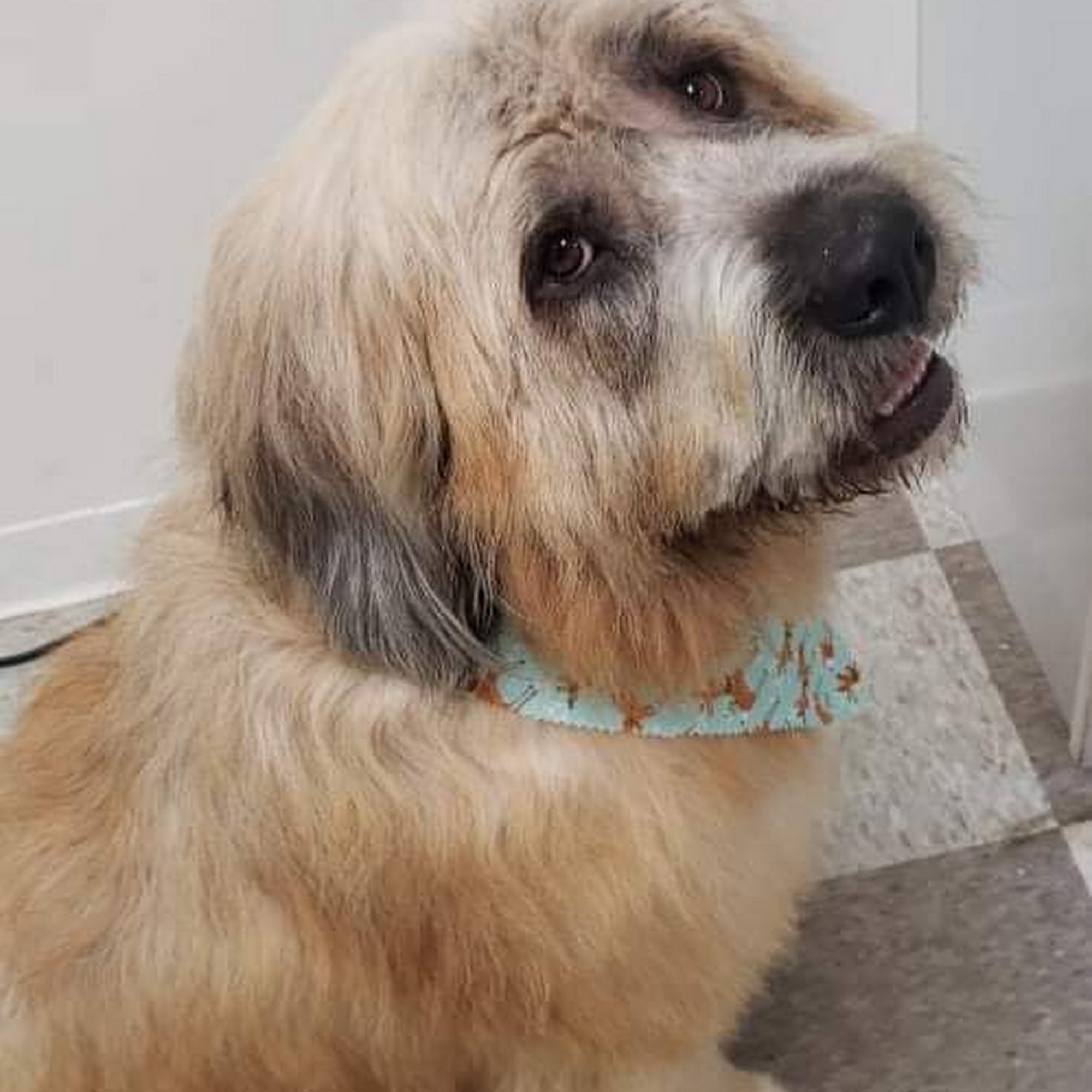 Good Karma Grooming Greenwood