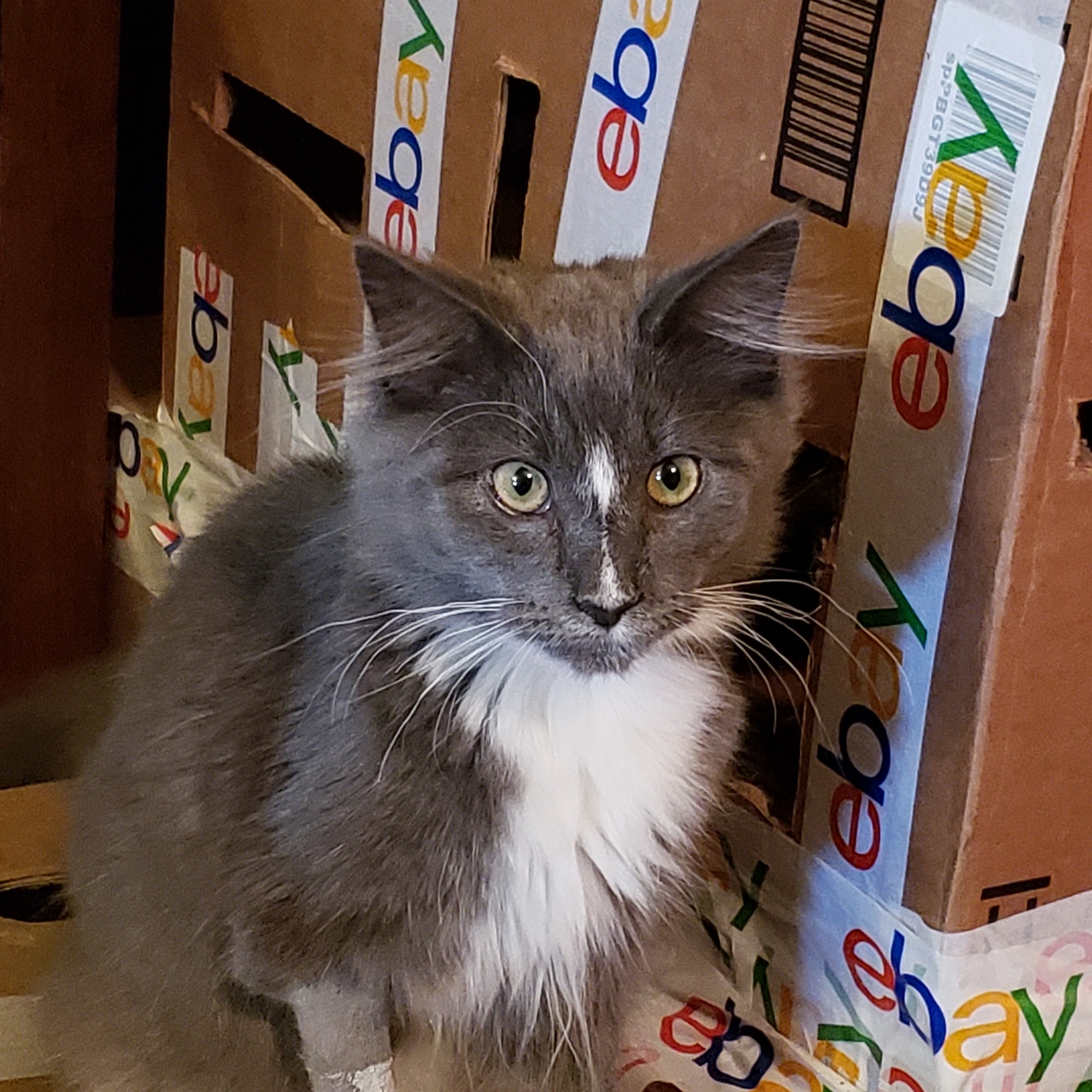 Harrison Animal Clinic Harrison