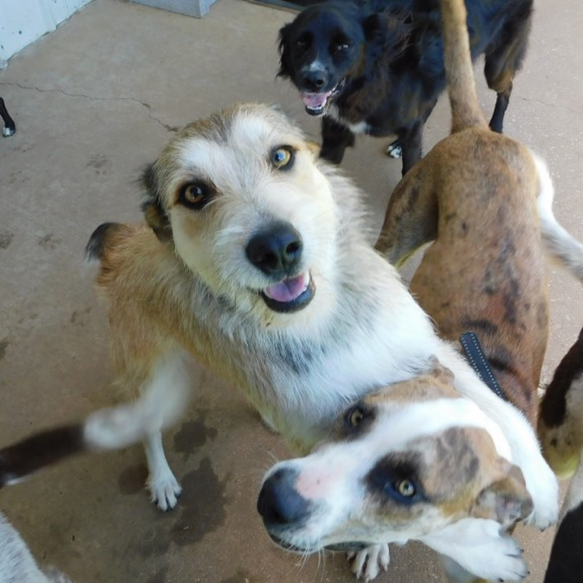 Affordable Veterinary Services of North Arkansas Harrison