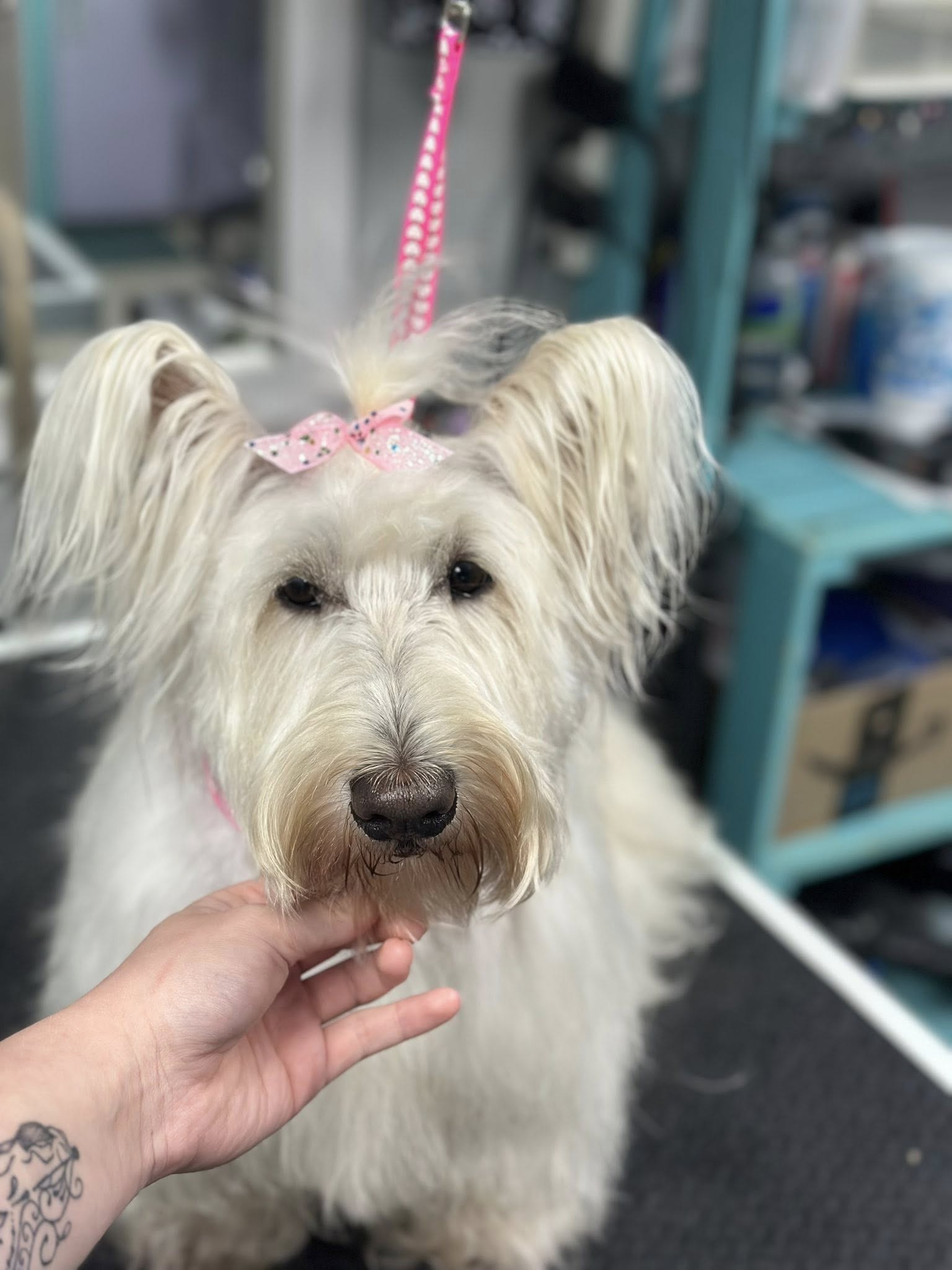 Pampered Paws Grooming Harrison