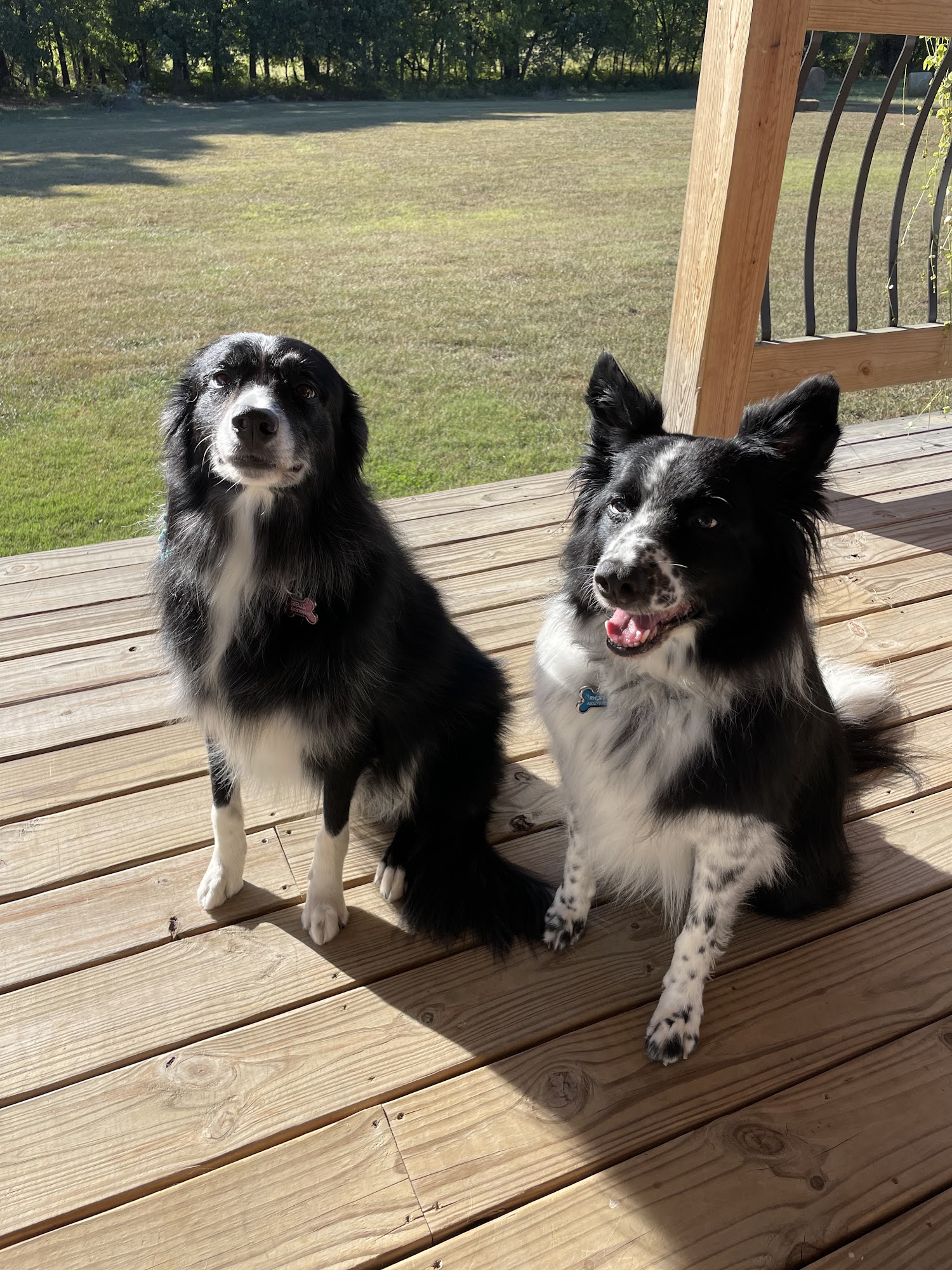 Professional Pet Care Harrison