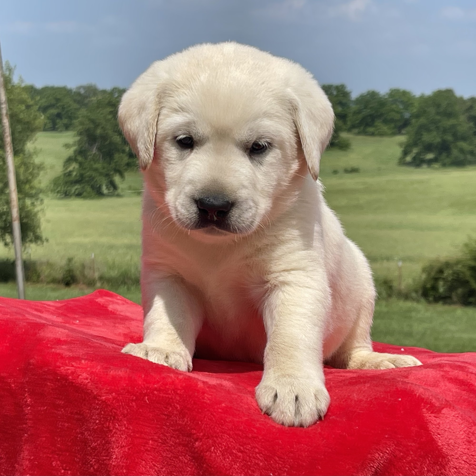 Brandywine Labradors 3323 Boat Mountain Rd S, Harrison Arkansas 72601