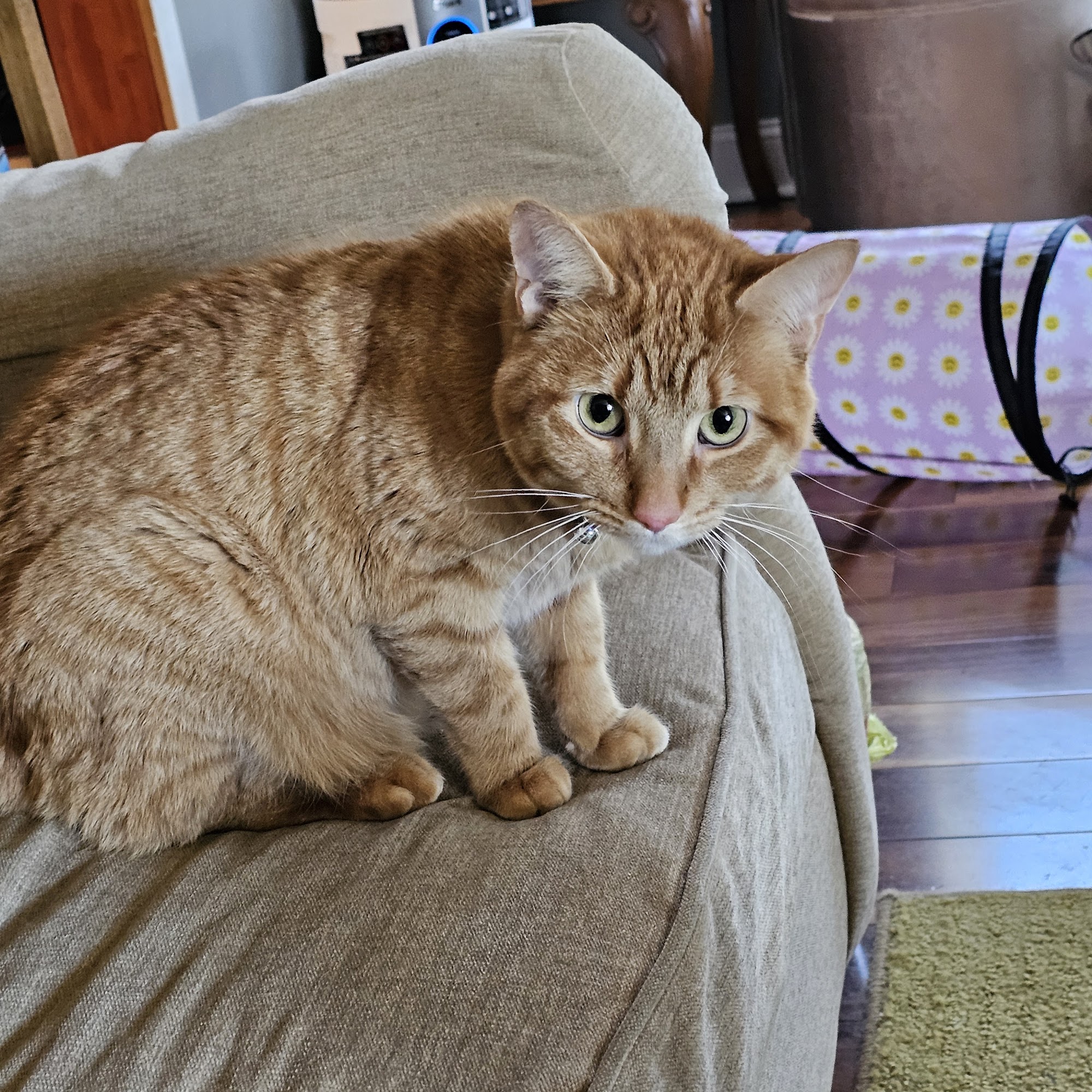 Ozark Animal Medical Center Heber Springs