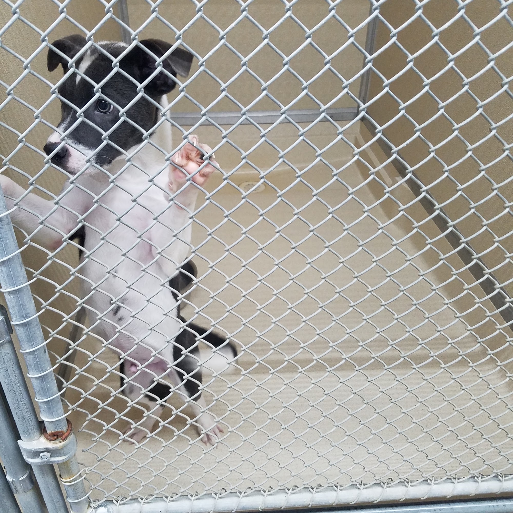 Heber Springs Humane Society Heber Springs