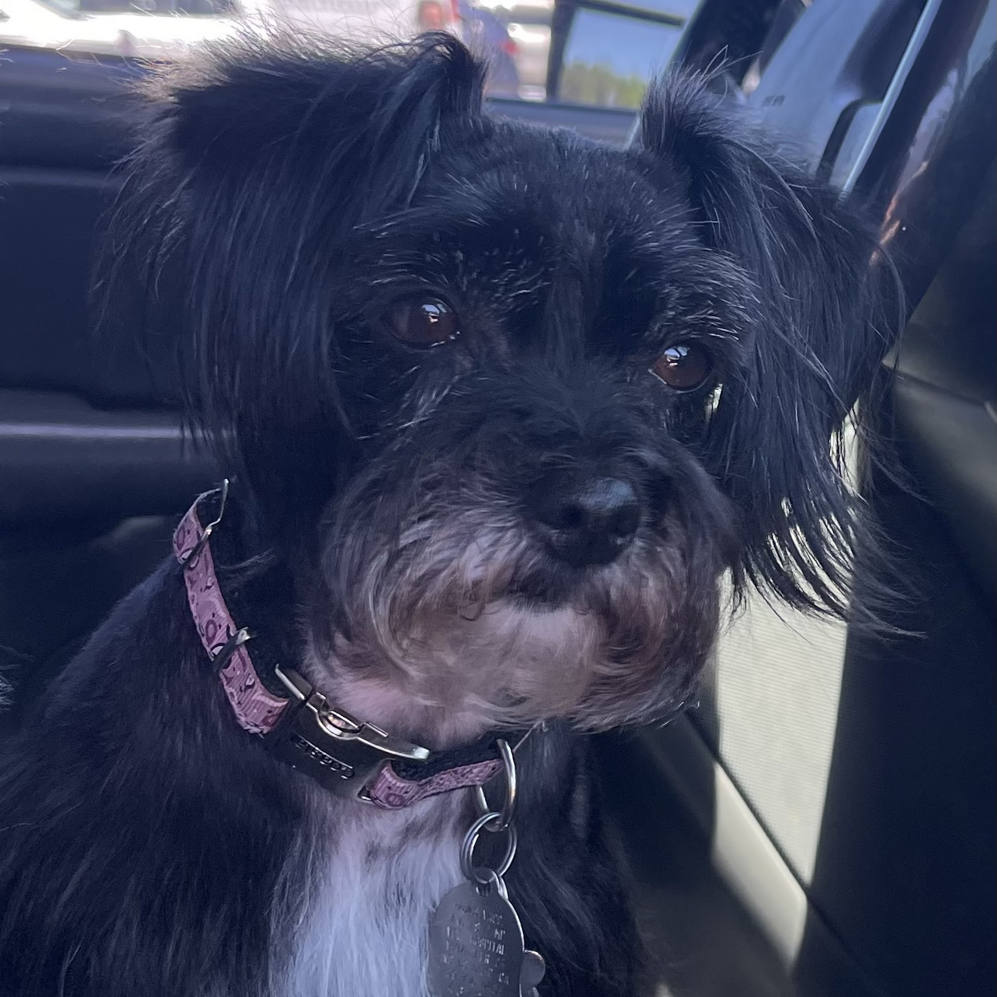 Lucky Paws Pet Grooming Heber Springs