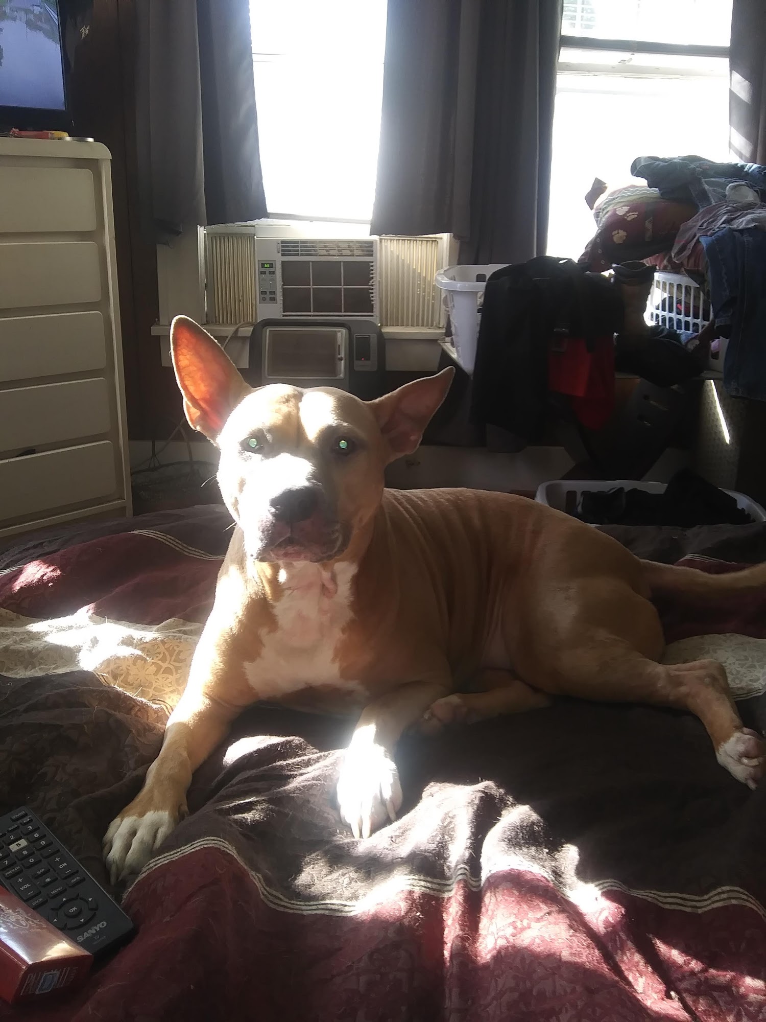 Powell-Perry Veterinary Hospital Hope