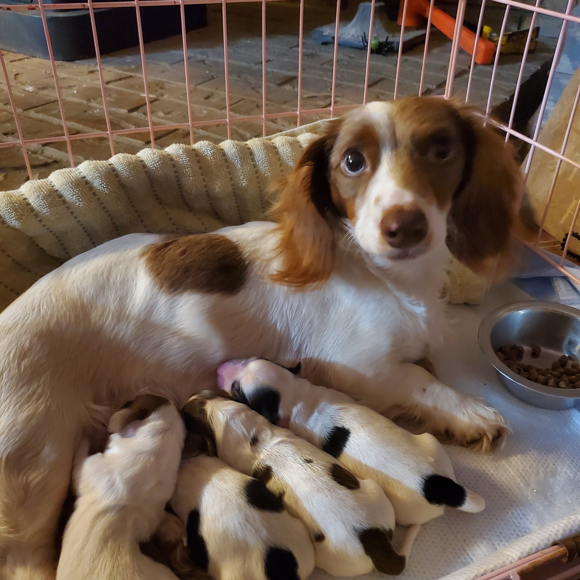 Powell-Perry Veterinary Hospital Hope