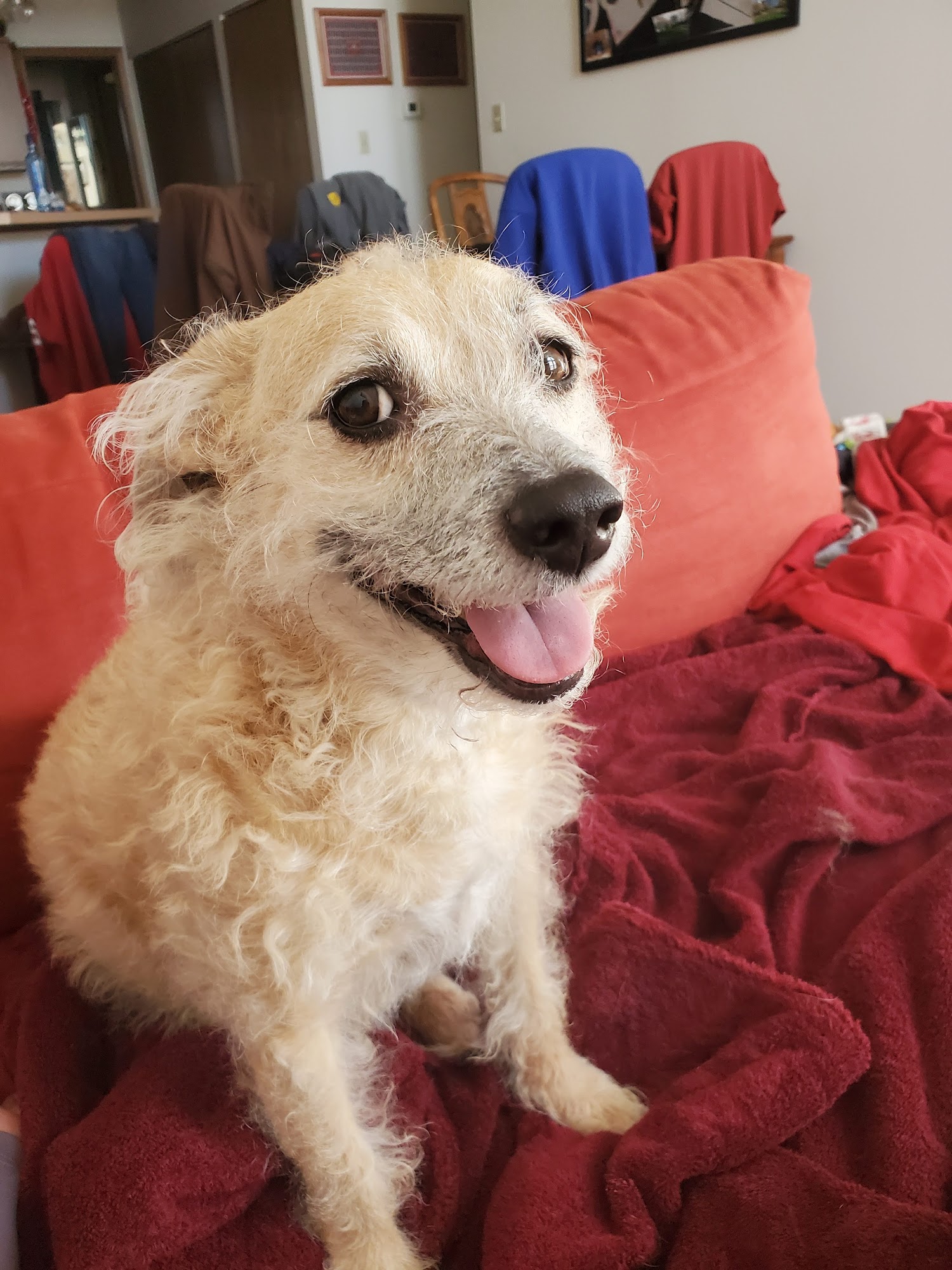 Hot Springs Animal Hospital Hot Springs