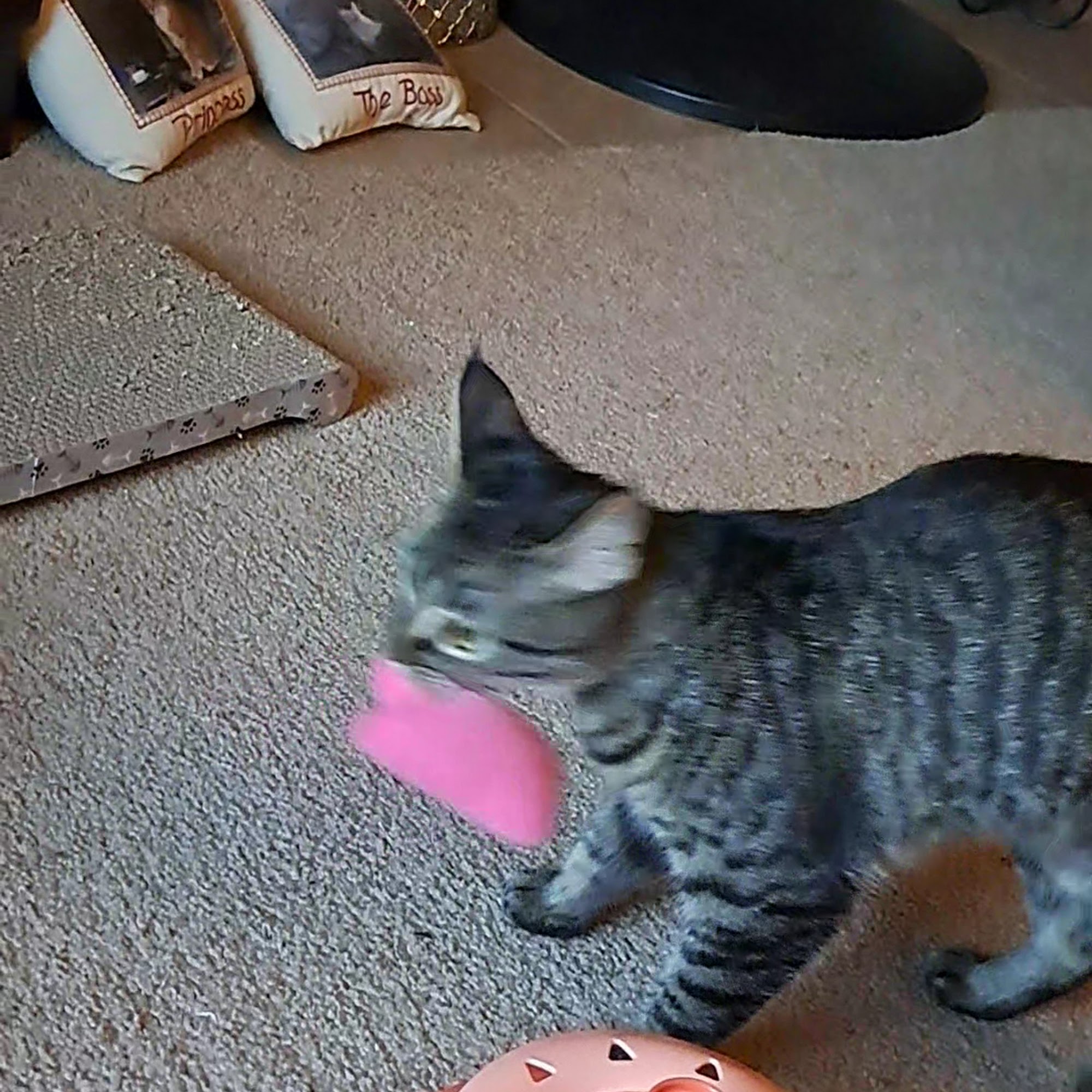 The Pet Clinic Hot Springs