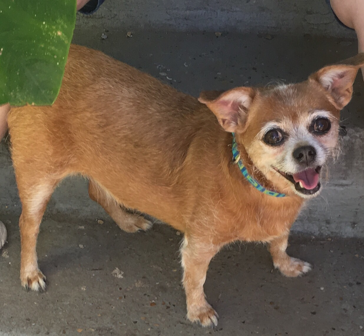 All Creatures Animal Hospital Hot Springs