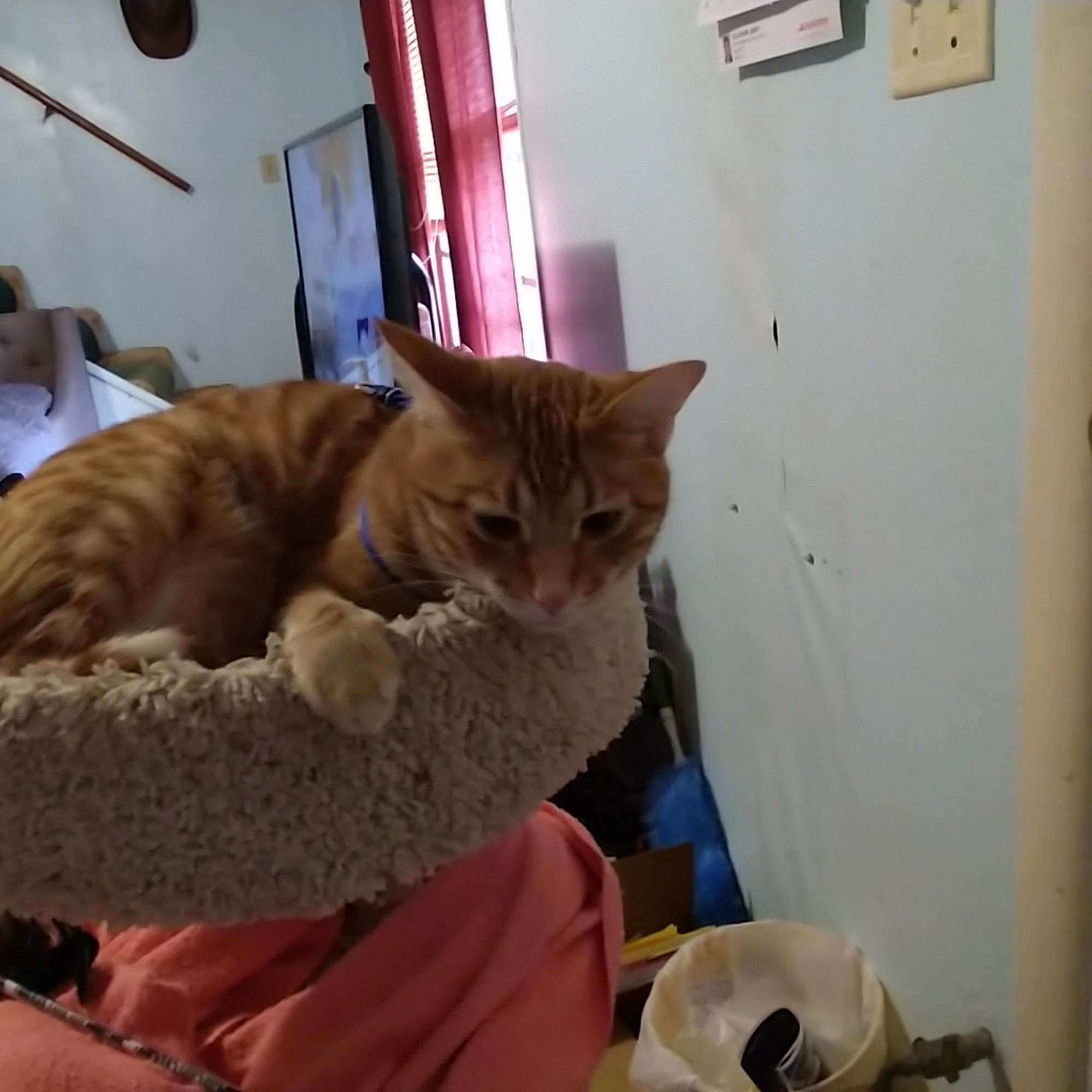 All Creatures Animal Hospital Hot Springs