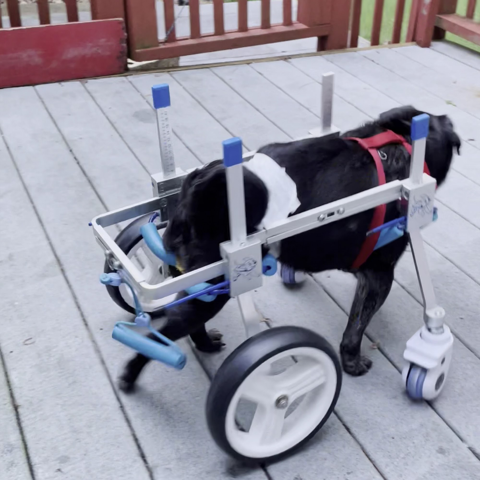 Airport Road Animal Hospital - Mark A. Bell DVM Hot Springs