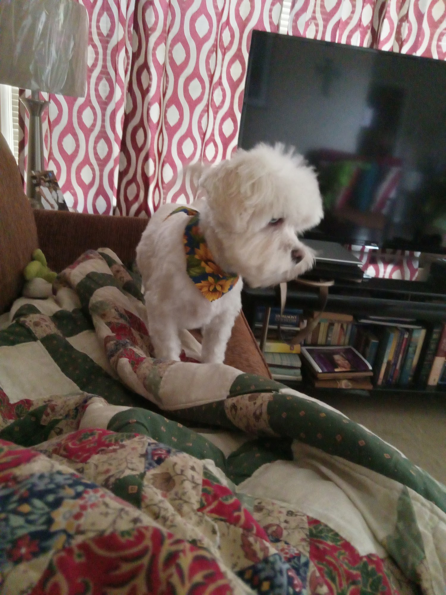 Airport Road Animal Hospital - Mark A. Bell DVM Hot Springs