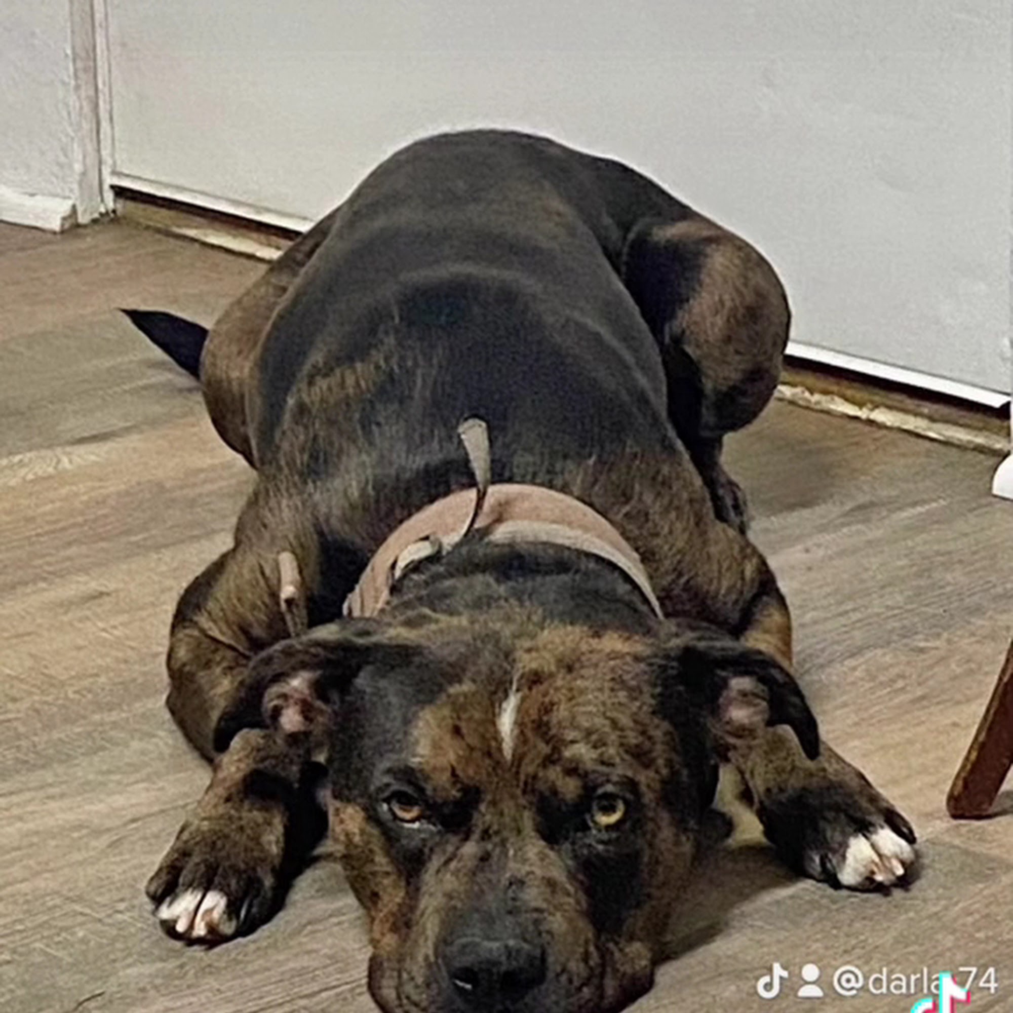 Lake Hamilton Animal Hospital Hot Springs