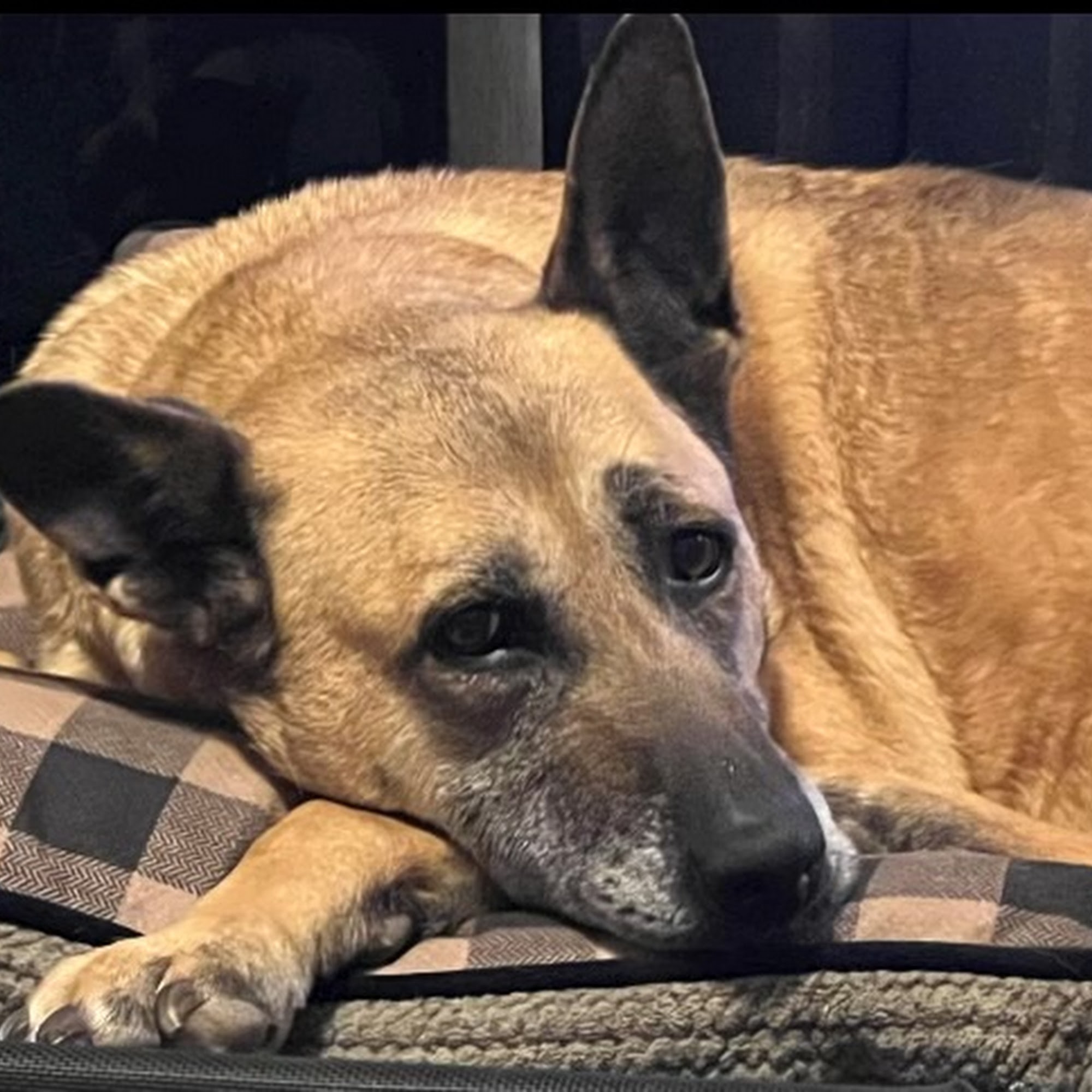 Lake Hamilton Animal Hospital: Brian Peters DVM Hot Springs