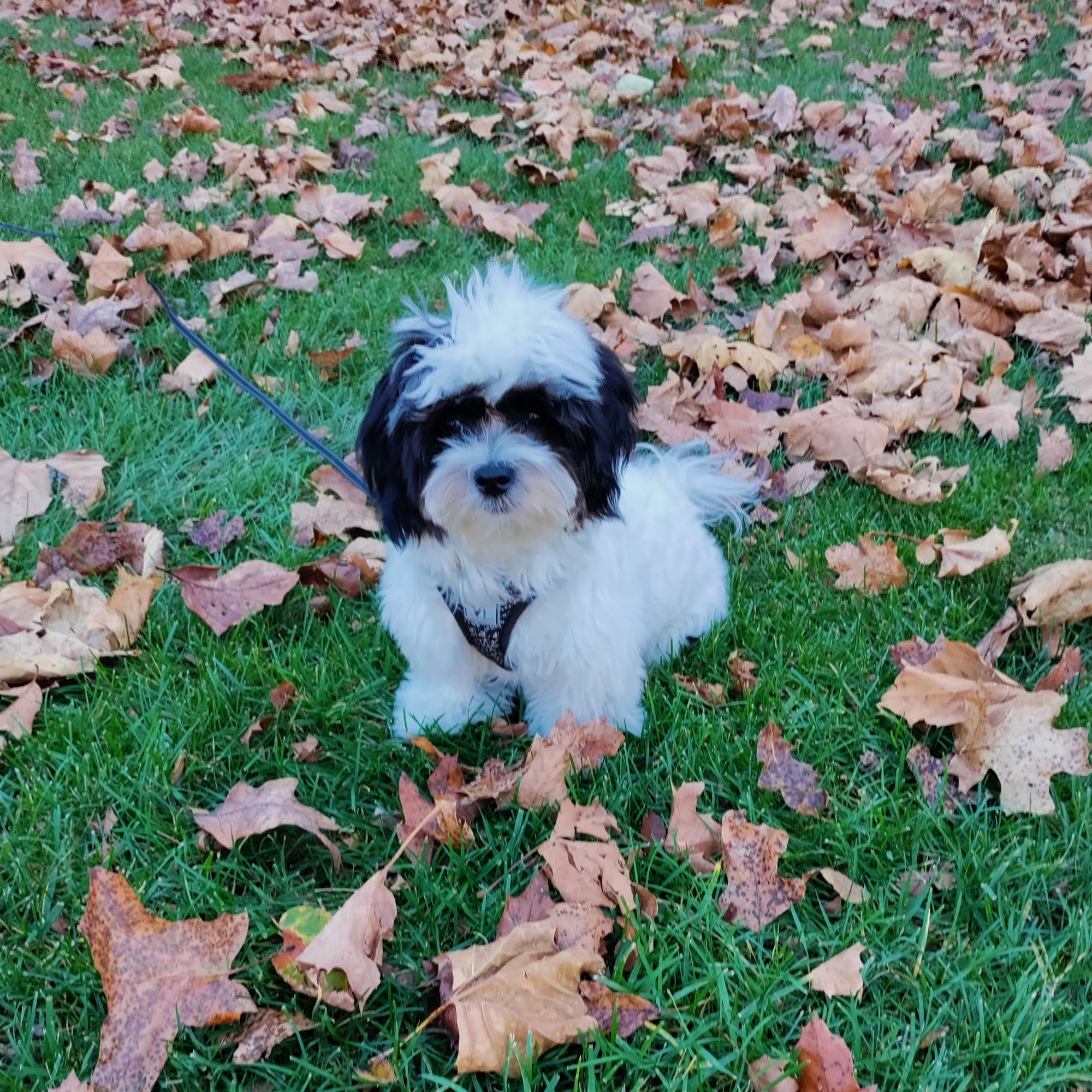 Your Pets Animal Hospital Hot Springs