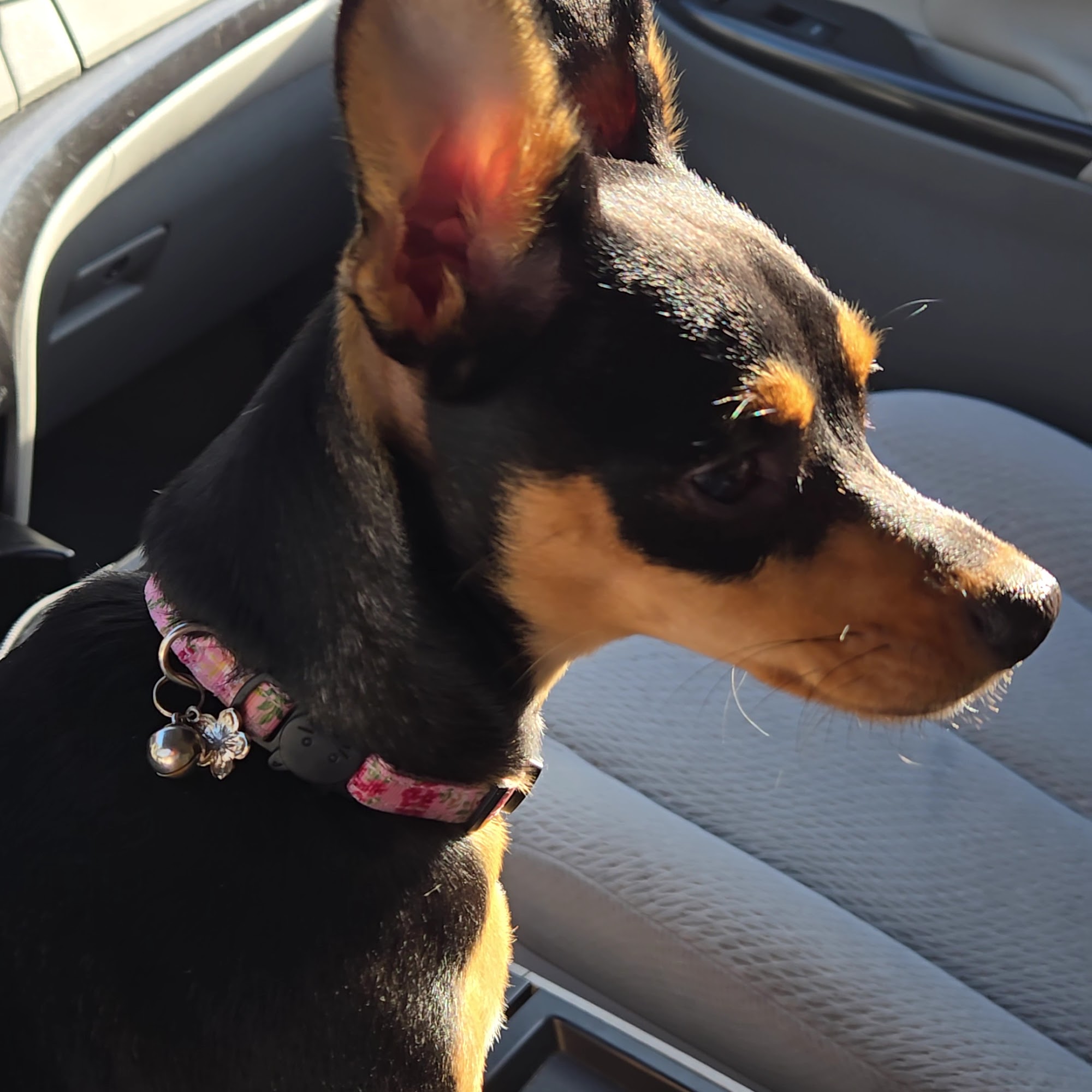 Whatley Michael DVM Hot Springs