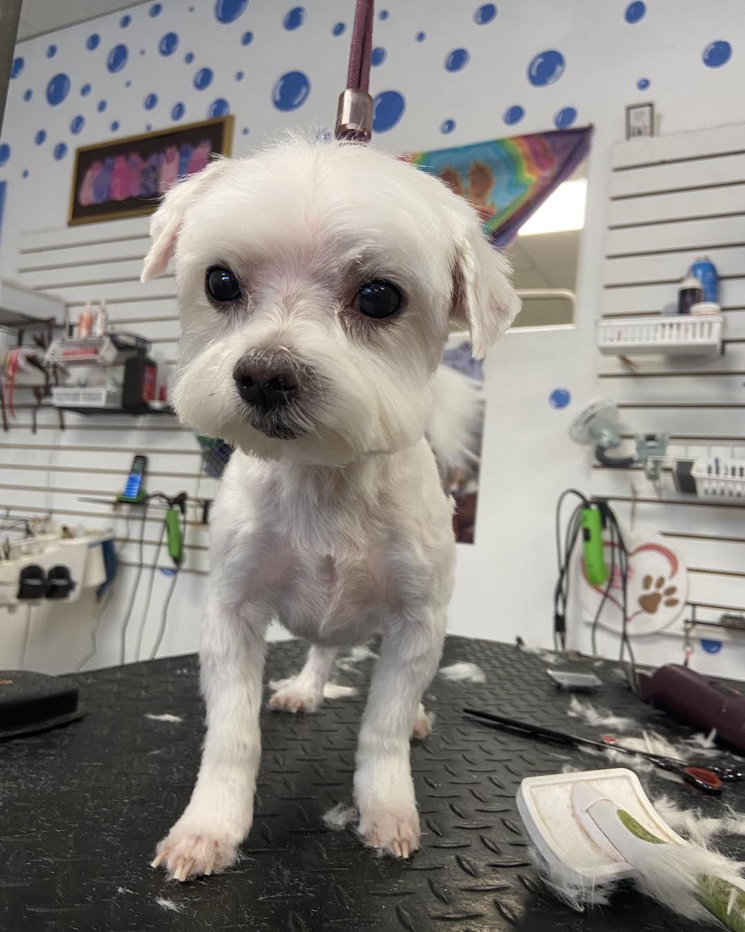 Gio's Paw Spa Hot Springs