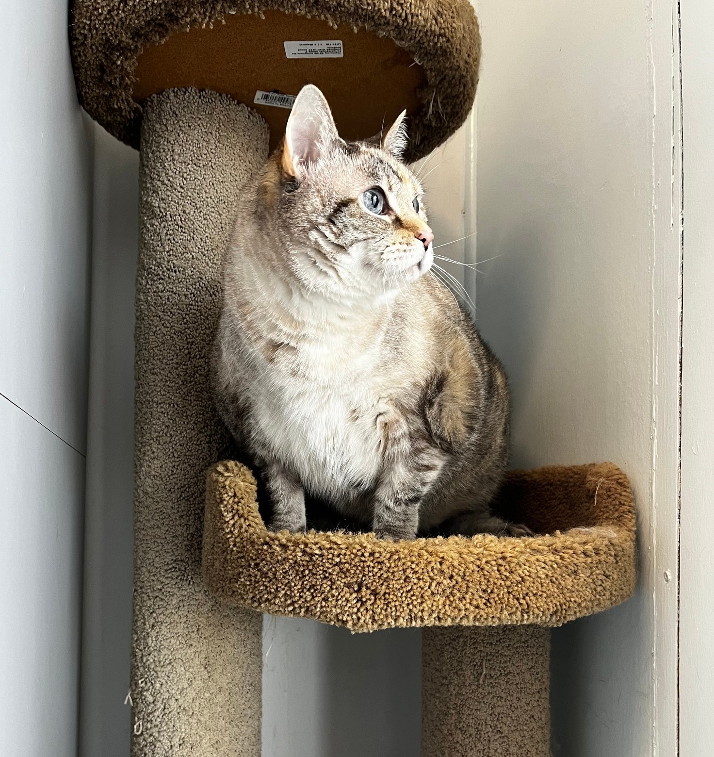 KEP Doggie Dude Ranch & Farm Hot Springs