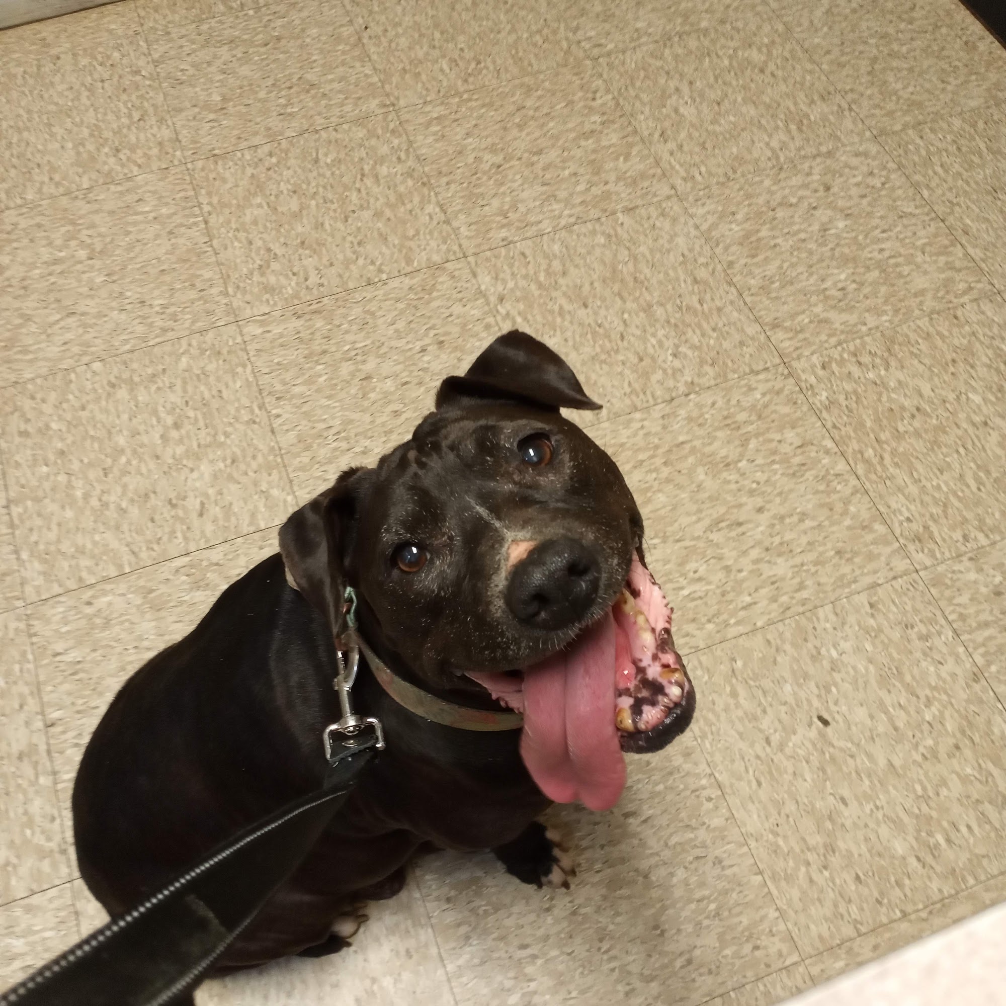 Huntsville Vet Clinic Huntsville