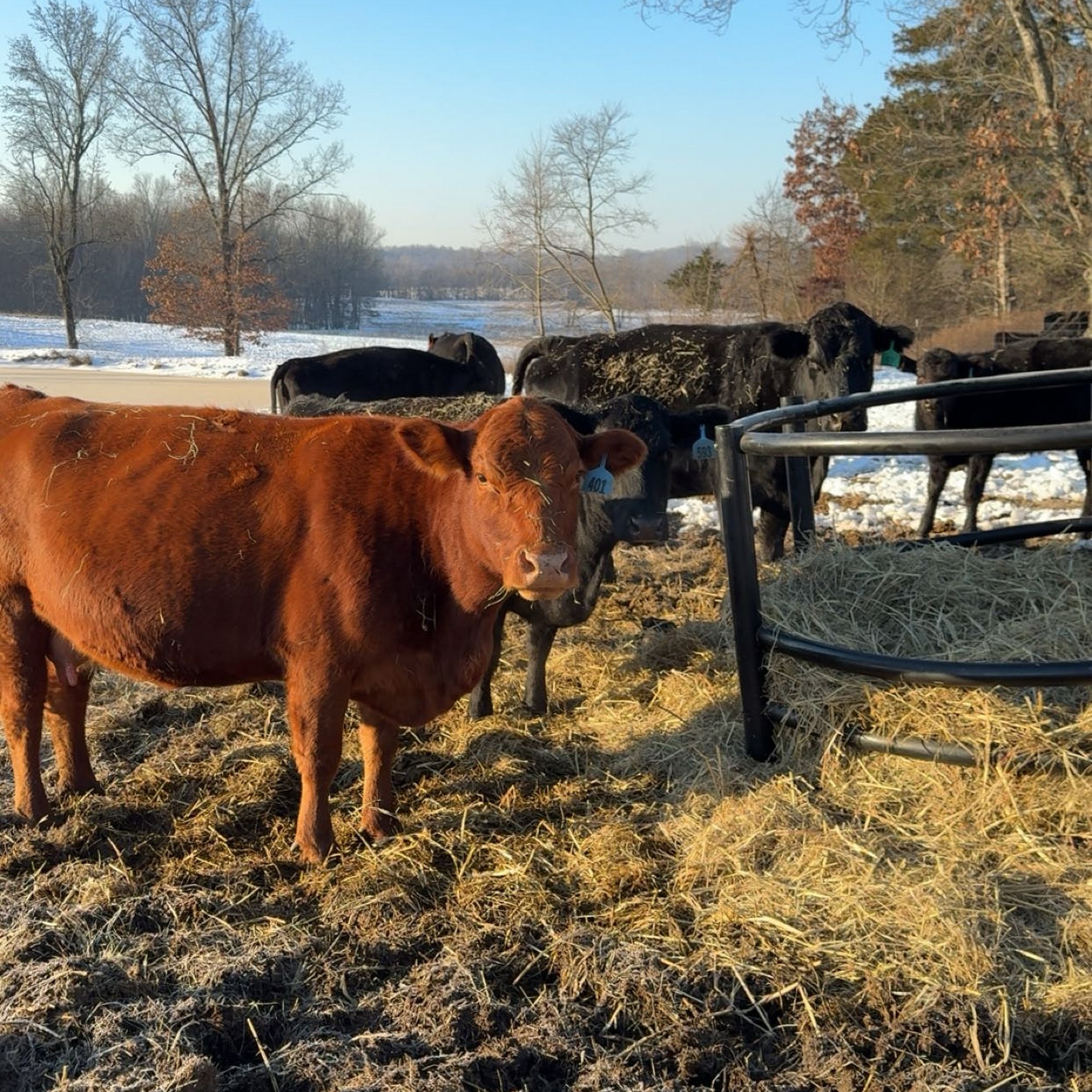 2 Rivers Land and Cattle/ 2 Rivers Market Imboden