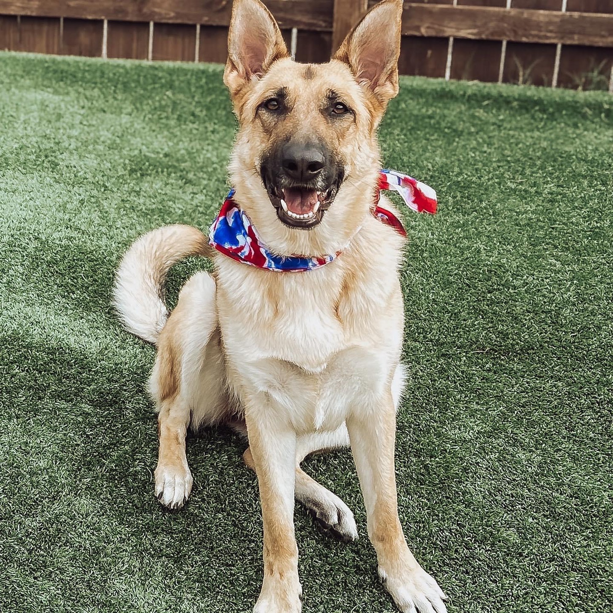 Pet Care Veterinary Clinic Jacksonville