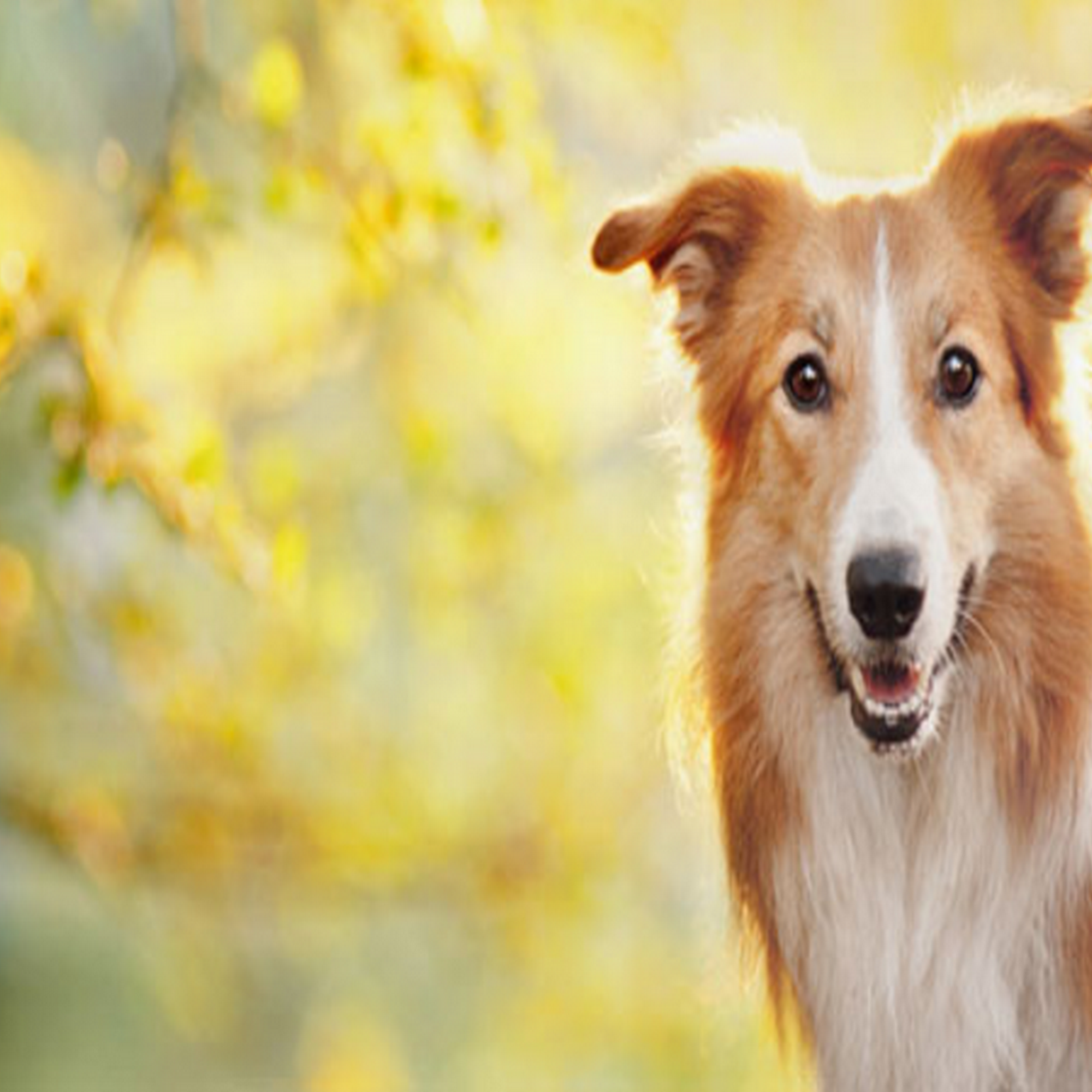 Boyd Veterinary Clinic Jacksonville