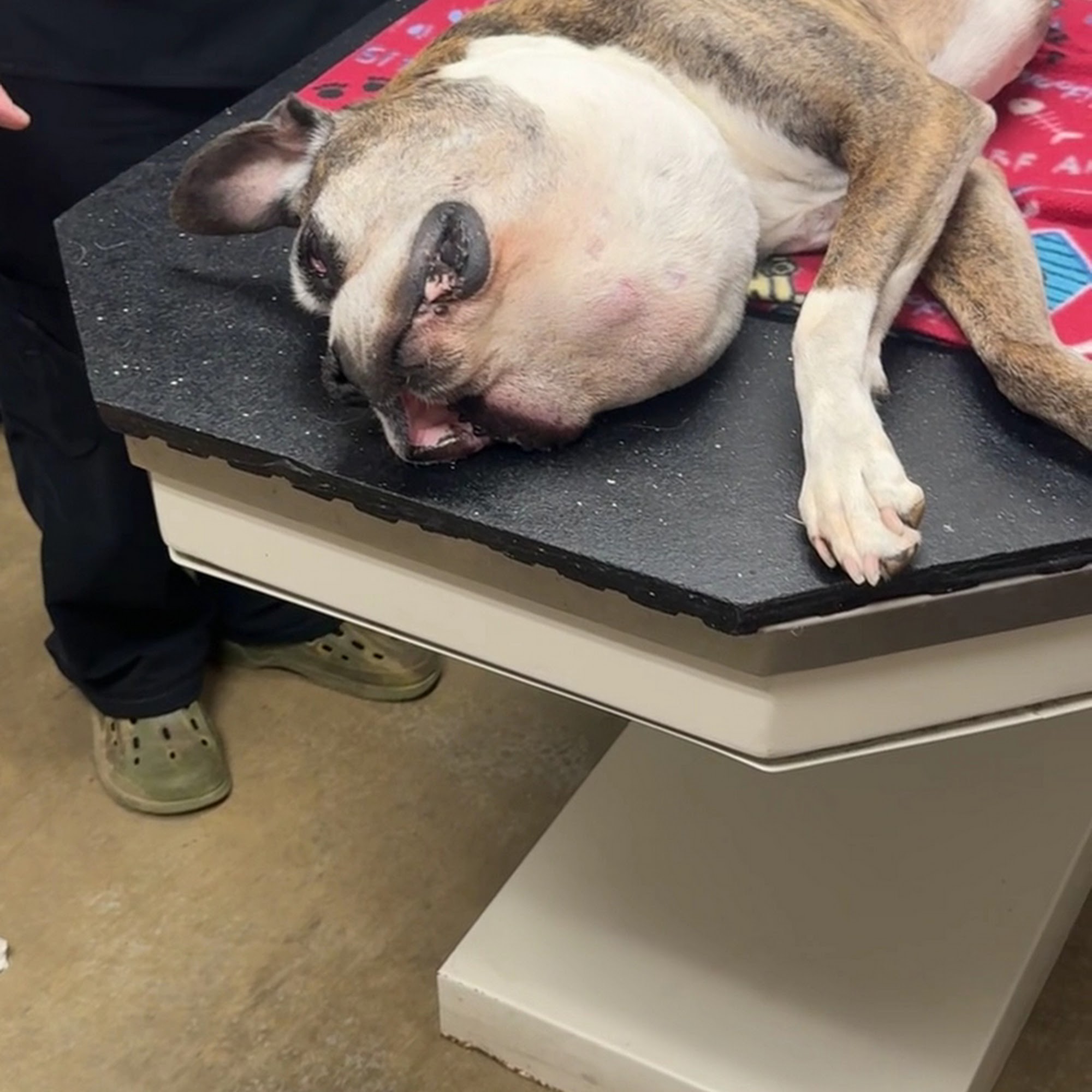 Jacksonville Animal Hospital Jacksonville