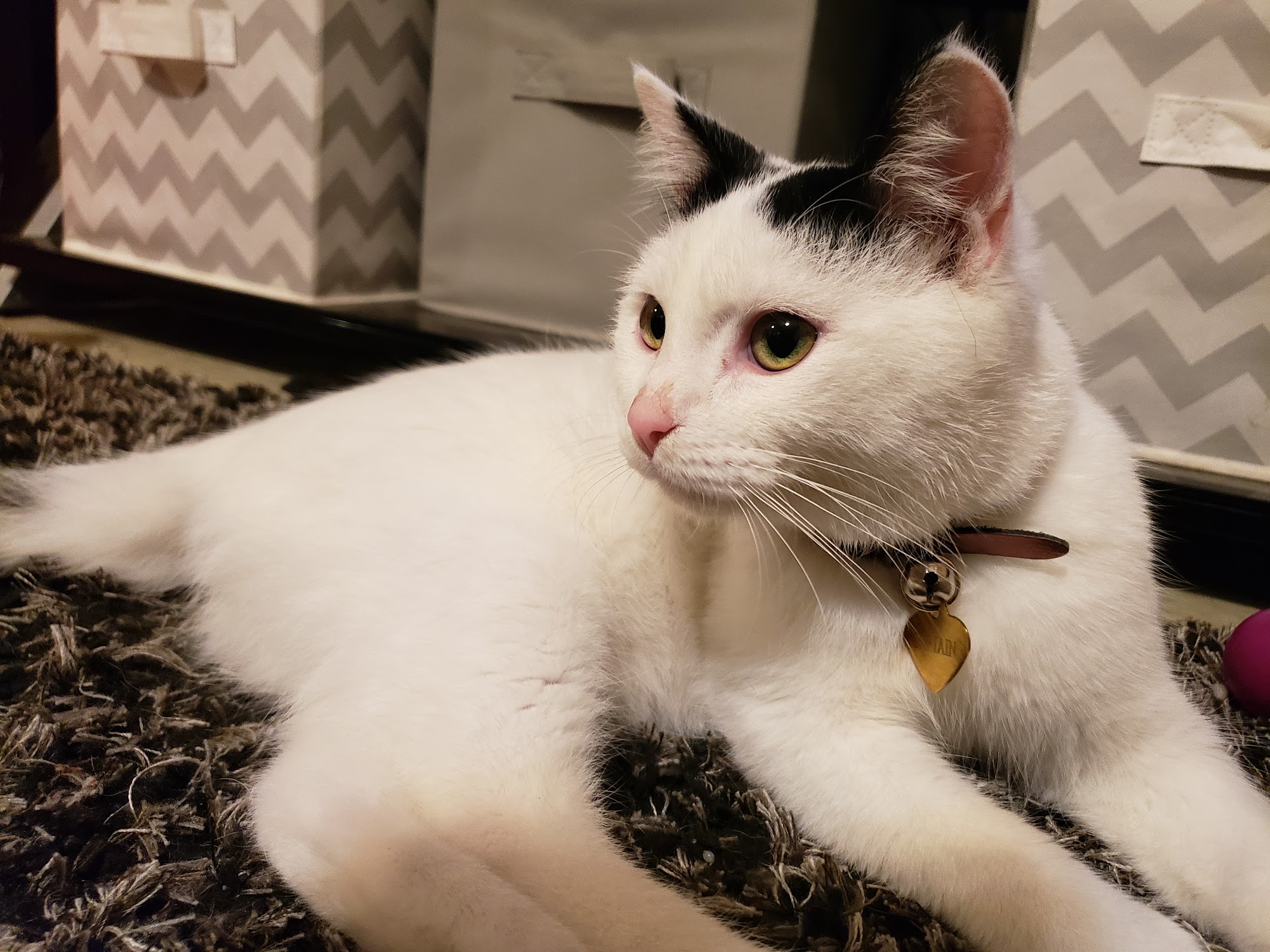 Jacksonville Animal Shelter Jacksonville