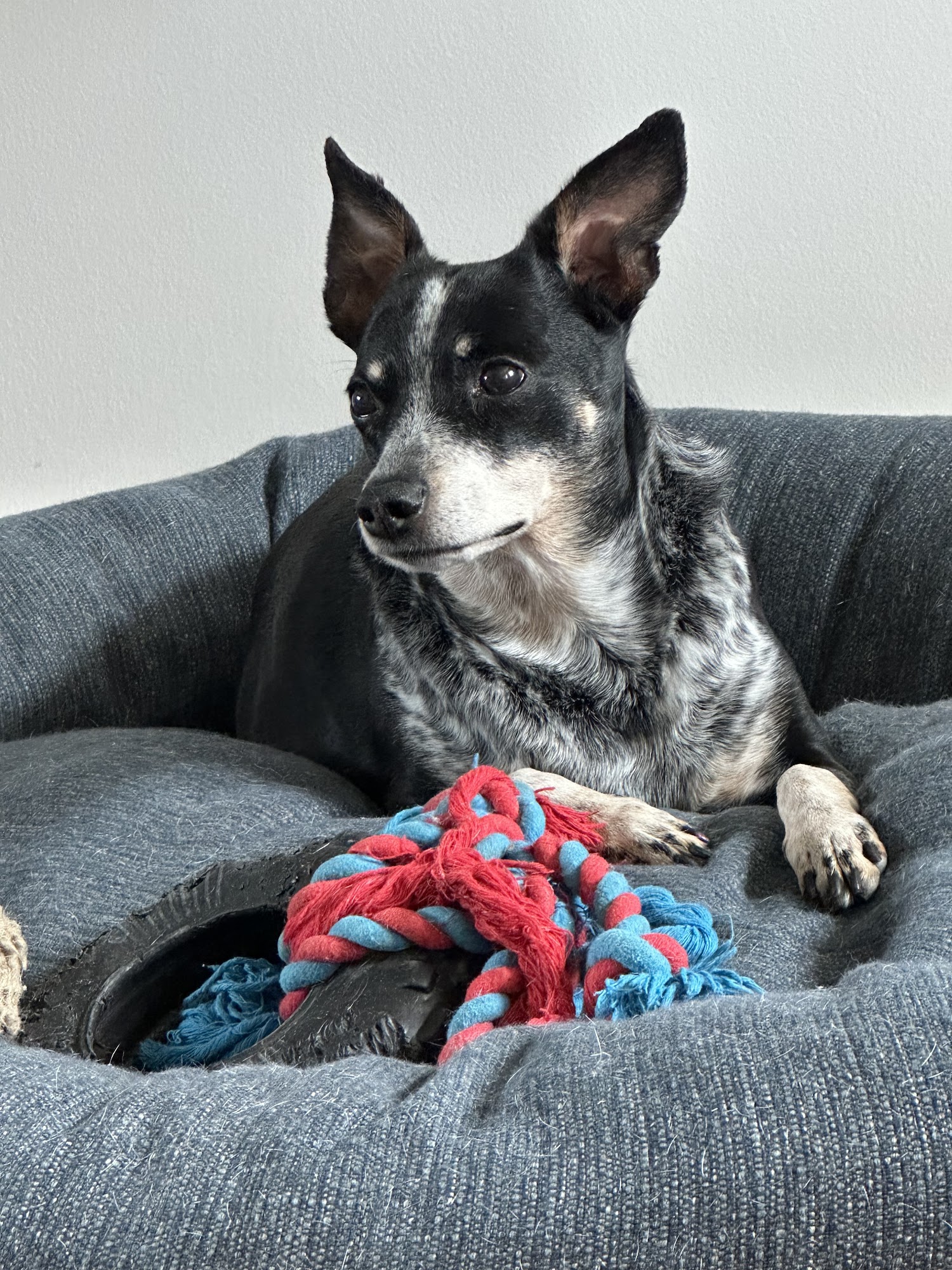 Hollywood Feed Jonesboro