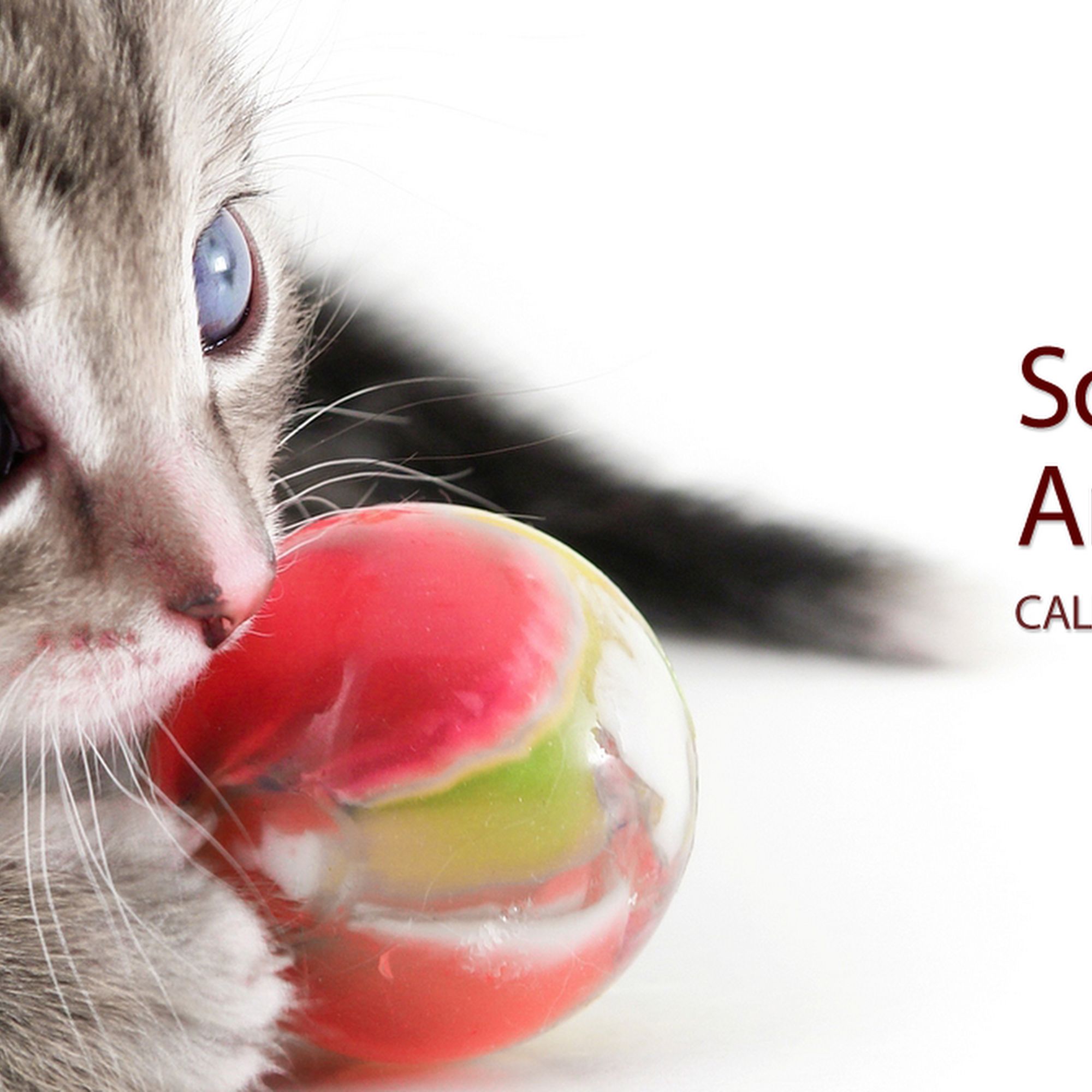 Southwest Dr Animal Clinic Jonesboro